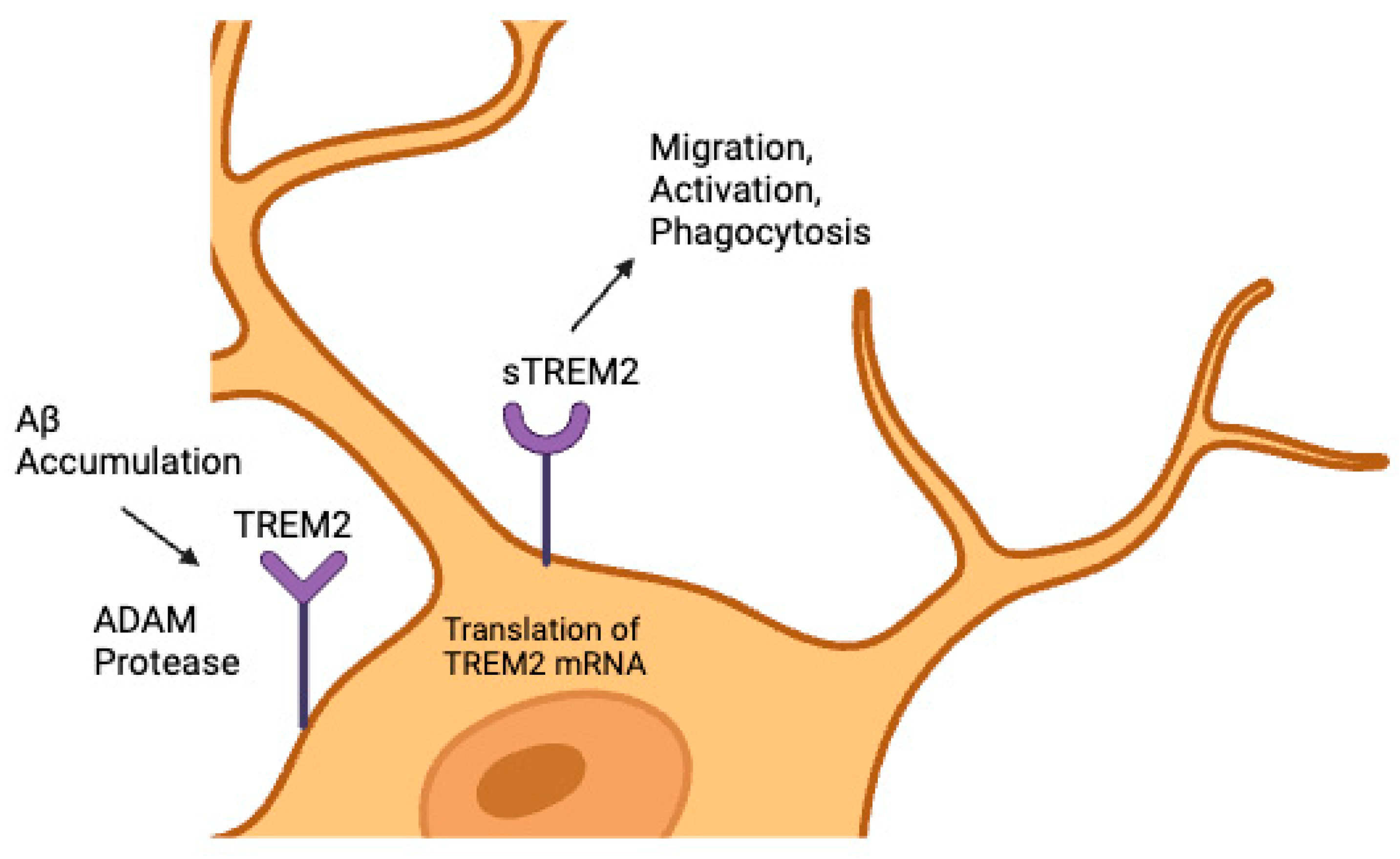 Neuroglia 05 00029 g001