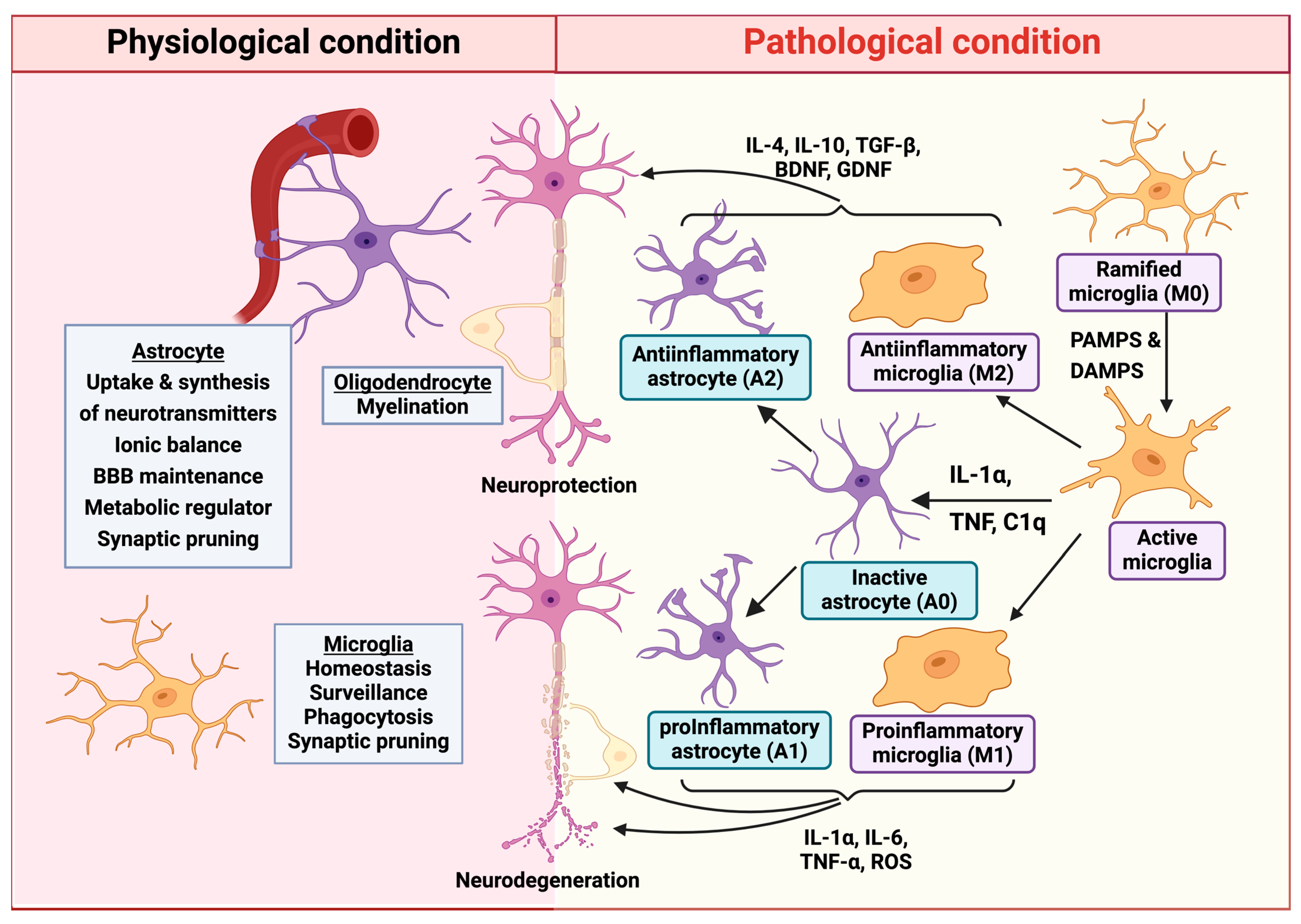 Neuroglia 05 00031 g001