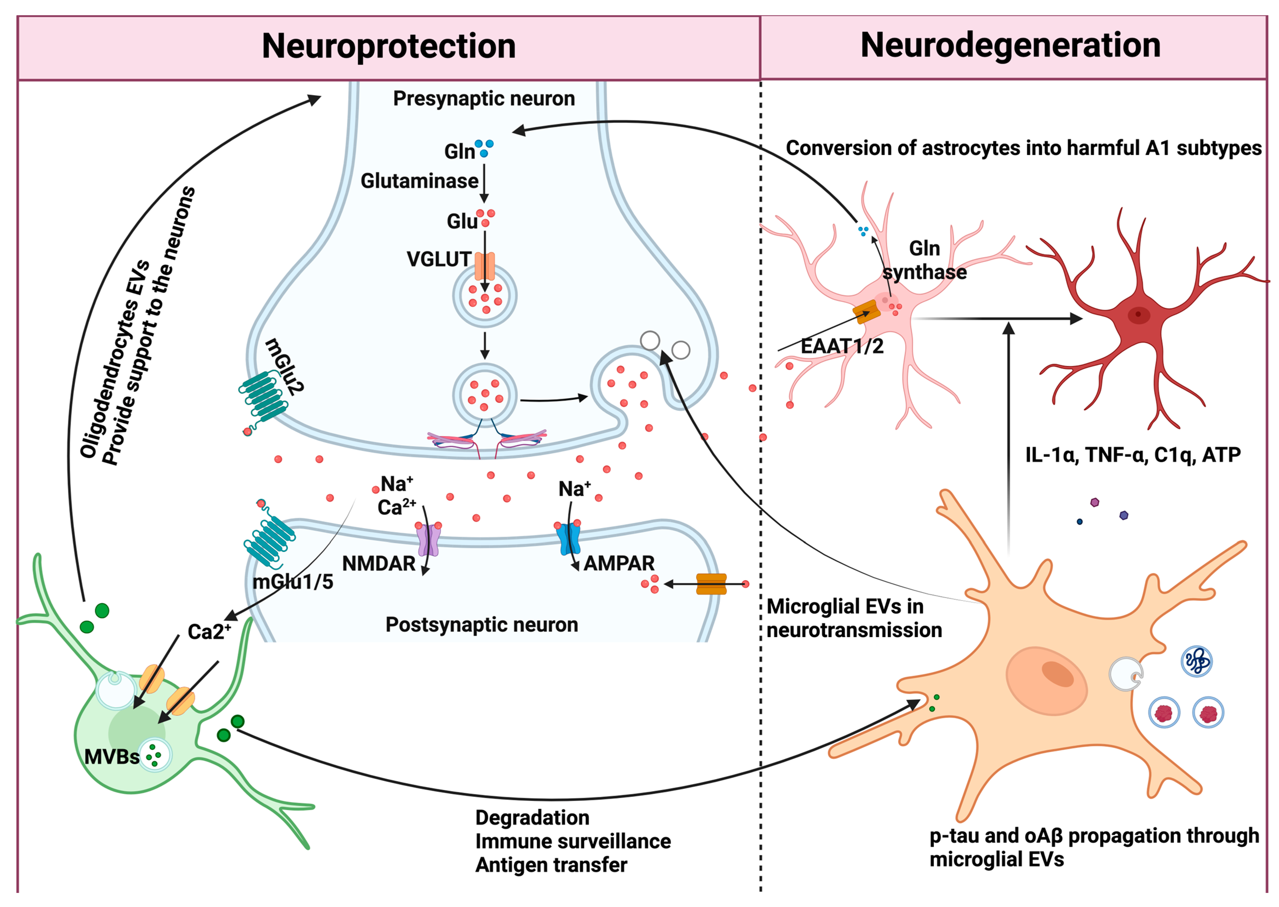 Neuroglia 05 00031 g002