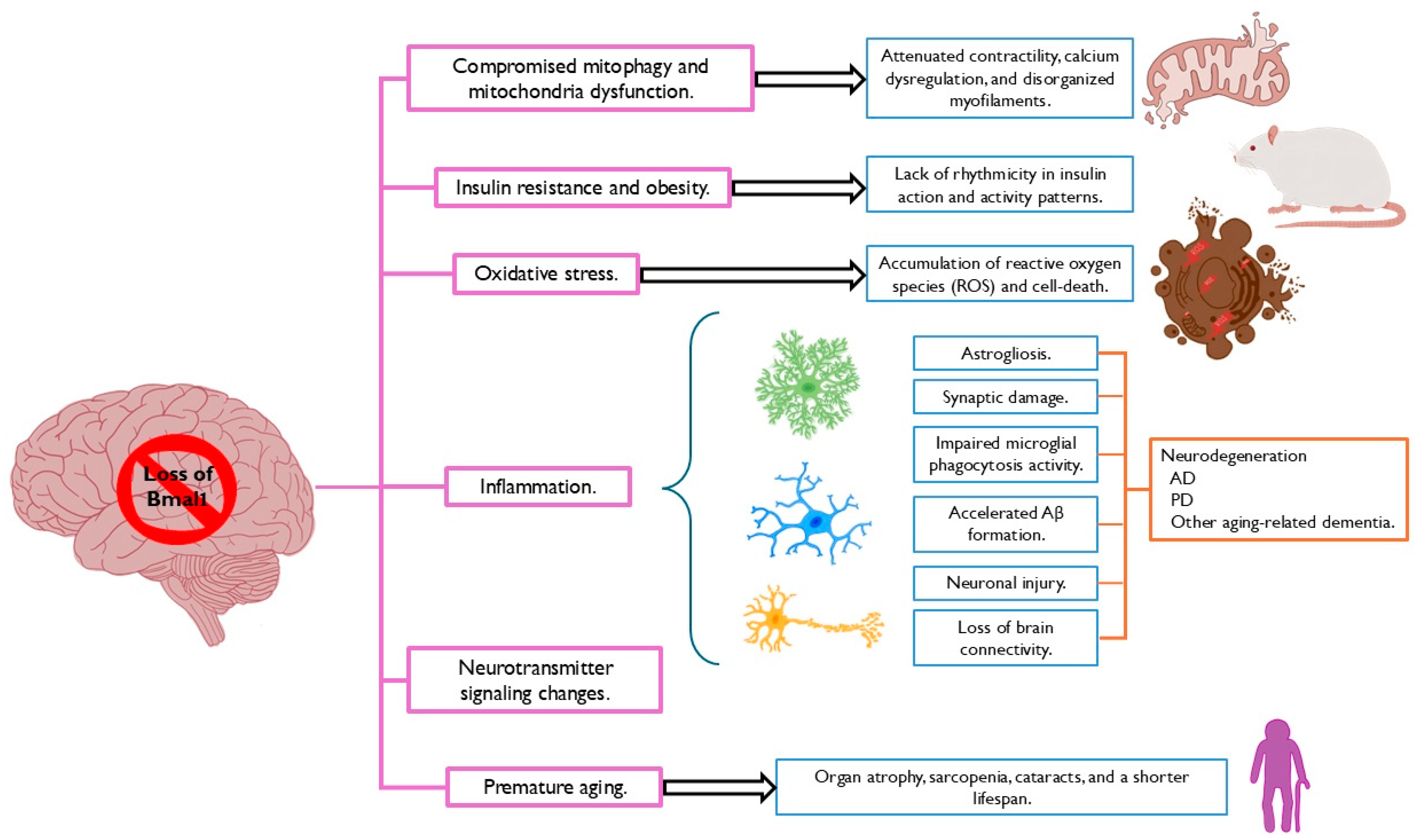 Neuroglia 06 00001 g001