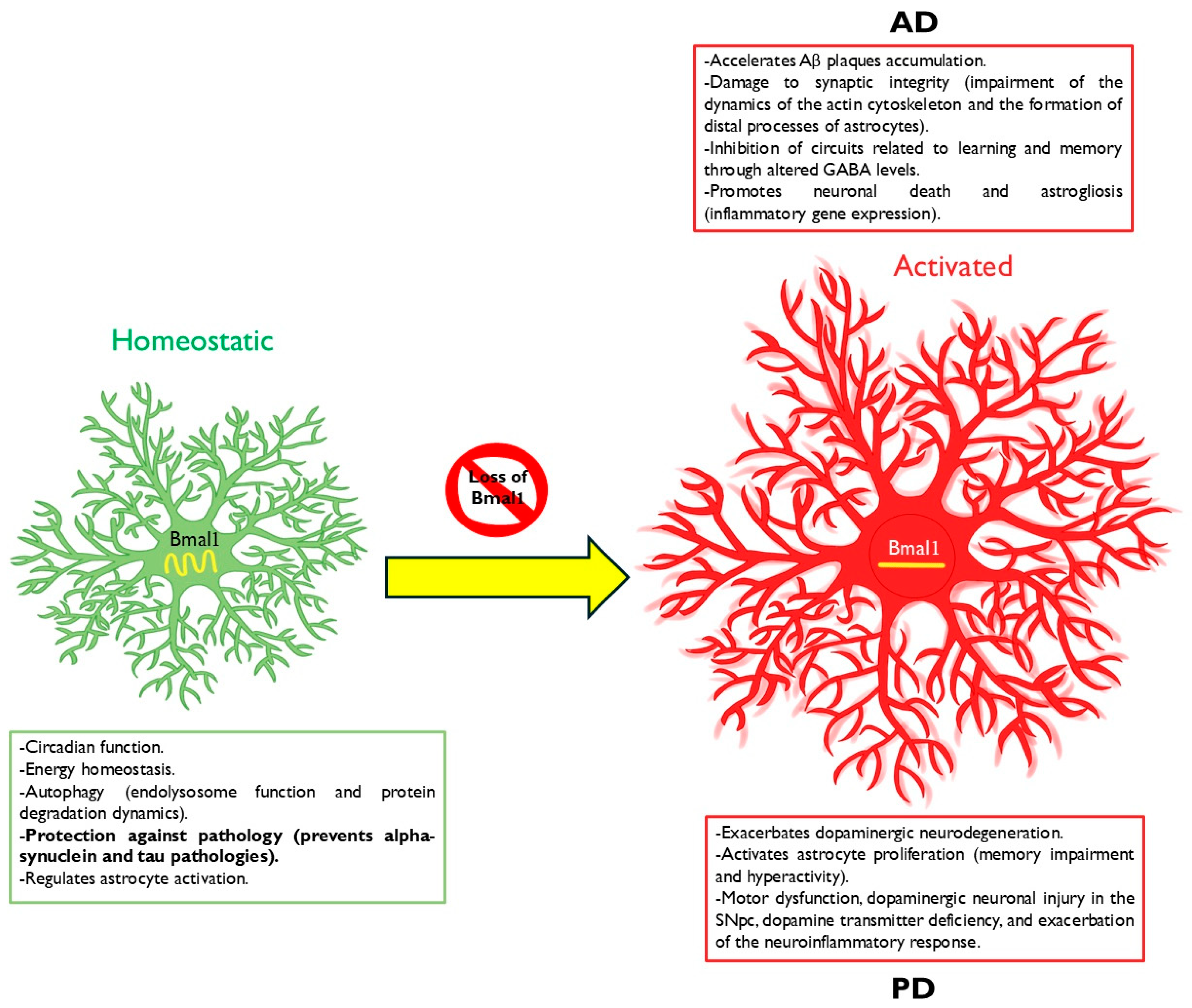 Neuroglia 06 00001 g002
