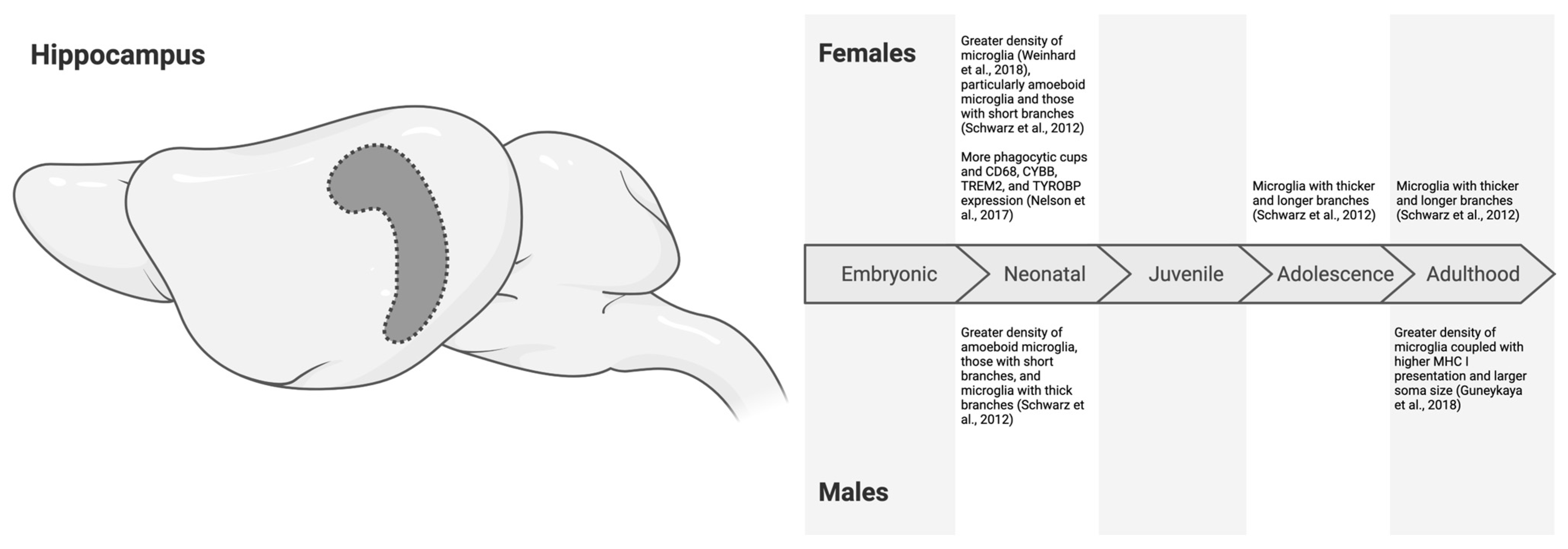 Neuroglia 06 00002 g003