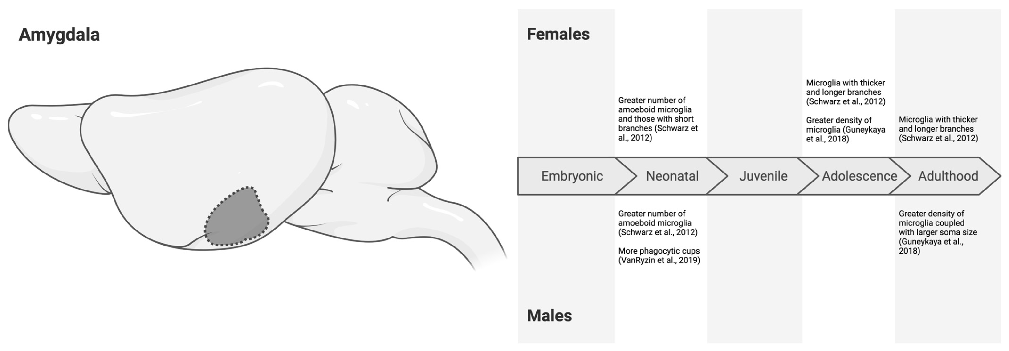 Neuroglia 06 00002 g004