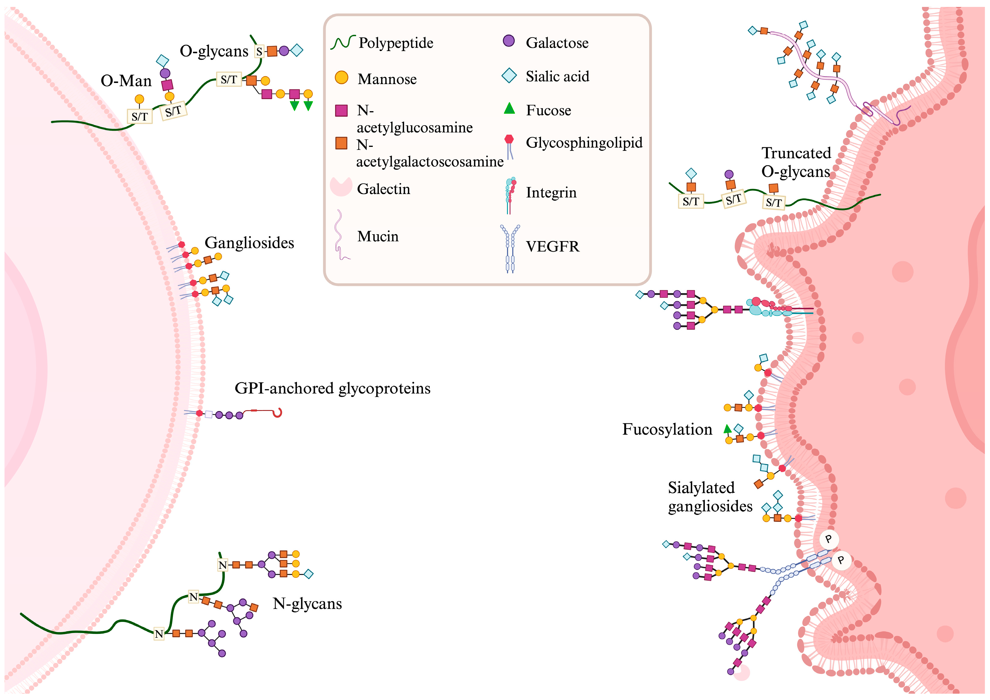 Neuroglia 06 00005 g001