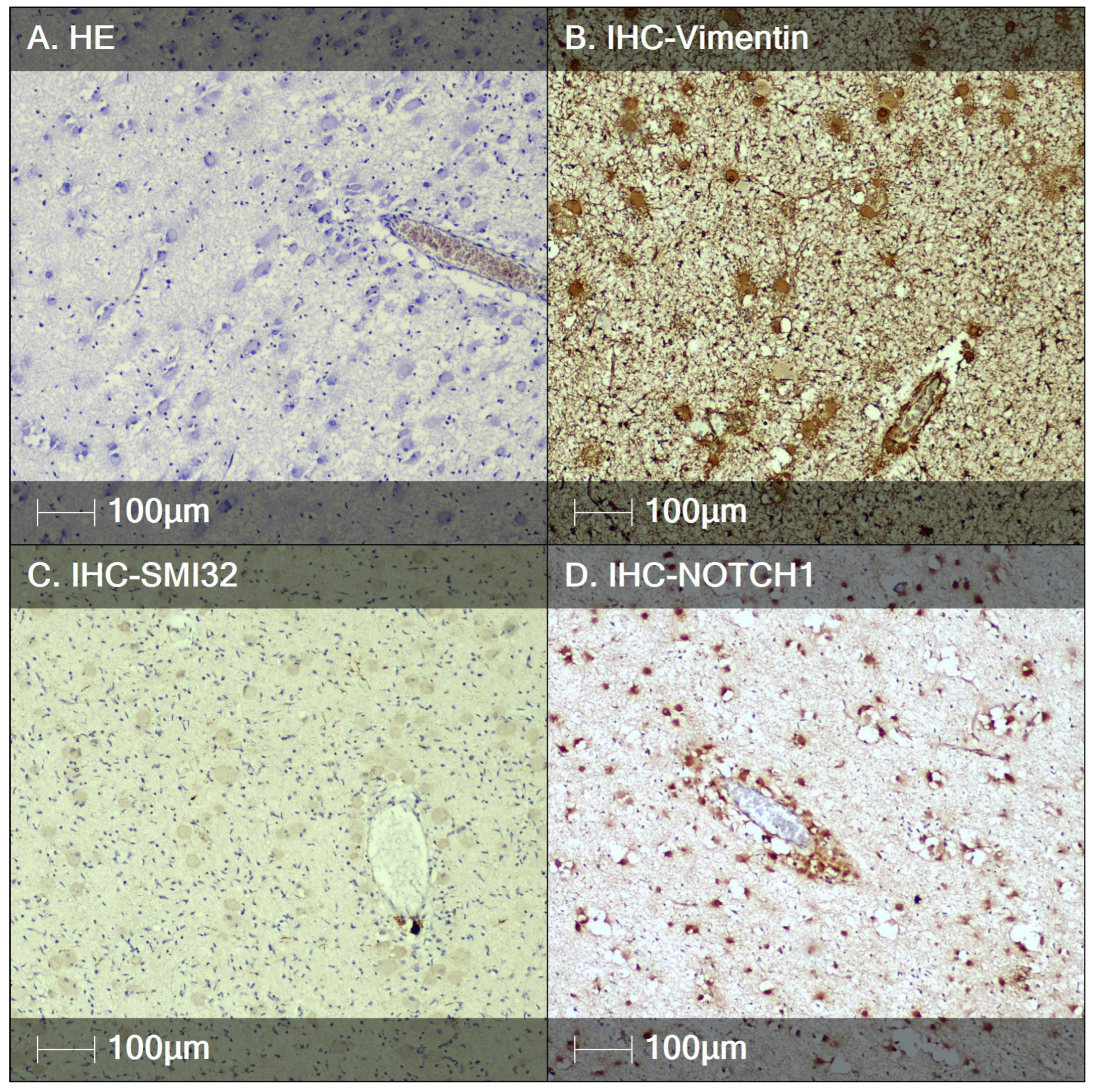 Neuroglia 06 00007 g003