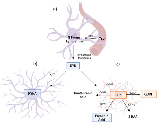 Tryptophan Metabolism Through the Kynurenine Pathway in