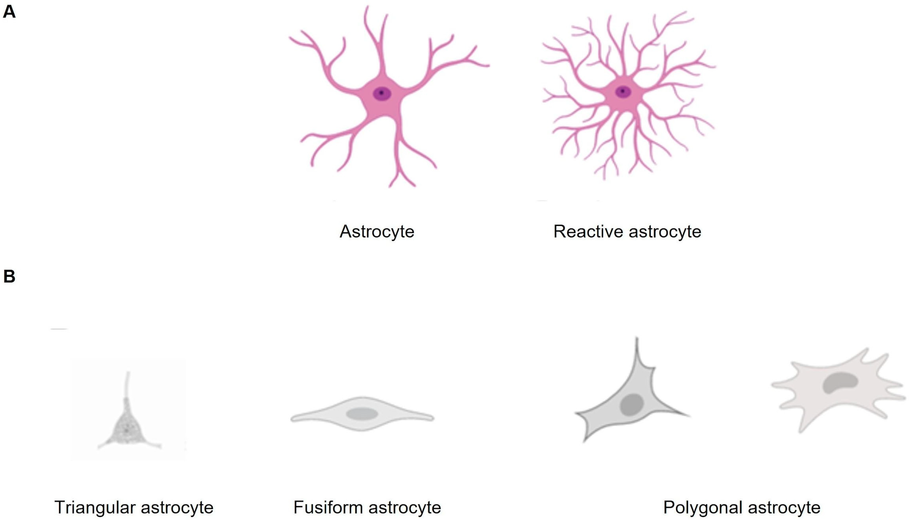 Neuroglia 06 00016 g003