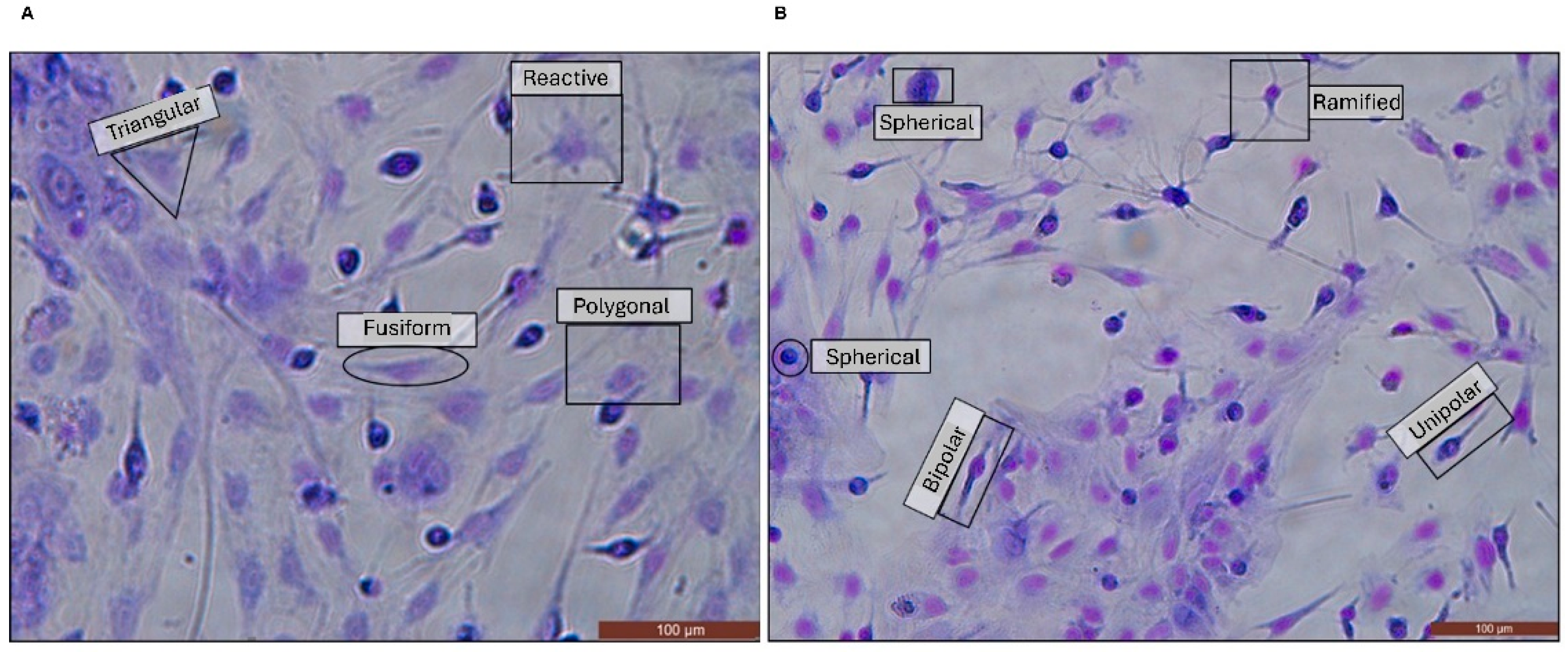 Neuroglia 06 00016 g004
