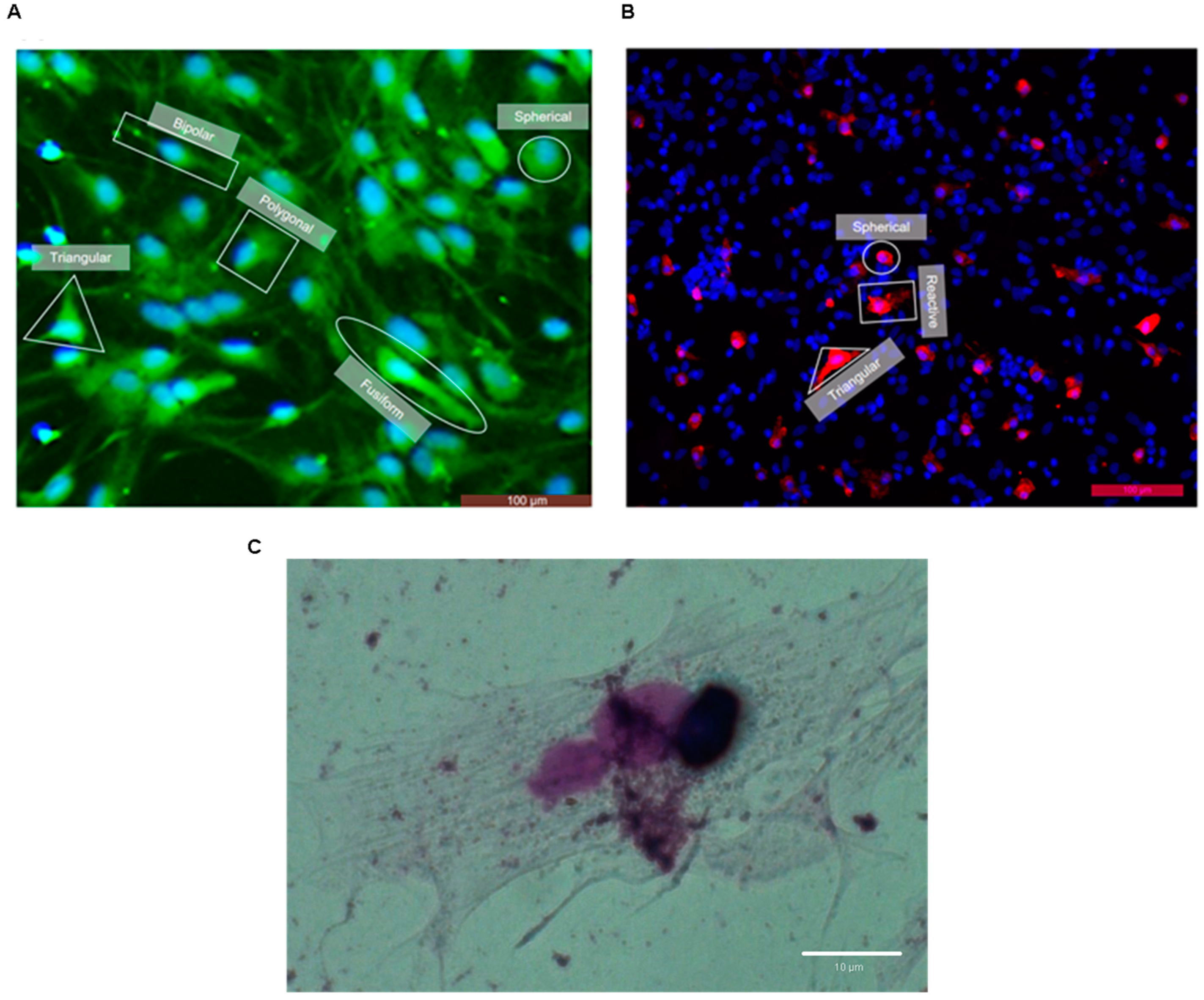 Neuroglia 06 00016 g006