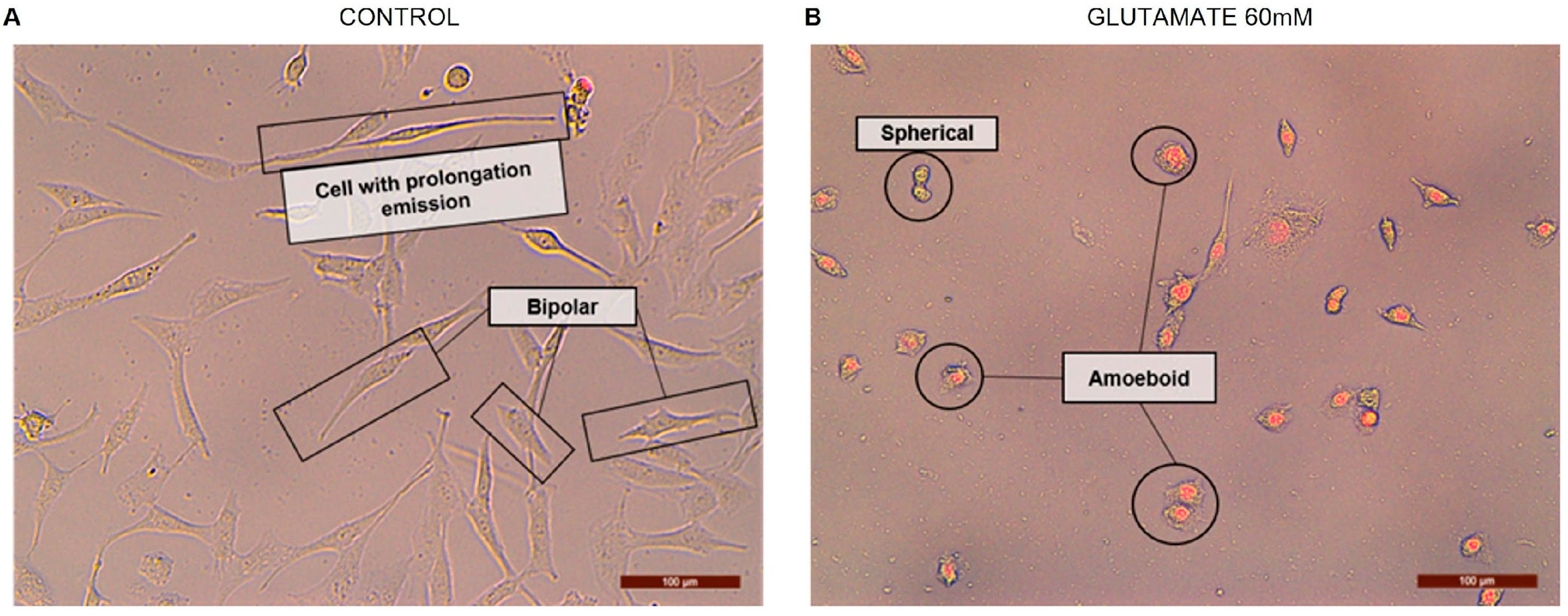 Neuroglia 06 00016 g009