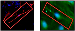 Neuroglia 06 00016 i001
