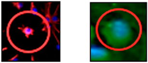 Neuroglia 06 00016 i003