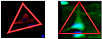 Neuroglia 06 00016 i009