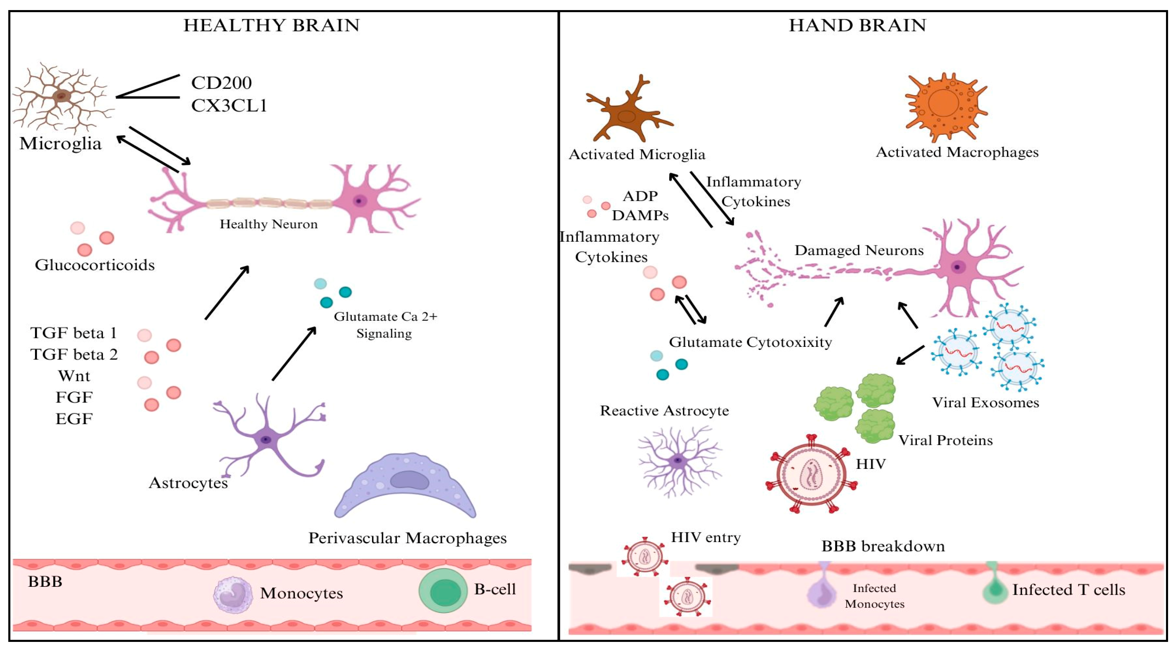 Neuroglia 06 00023 g003