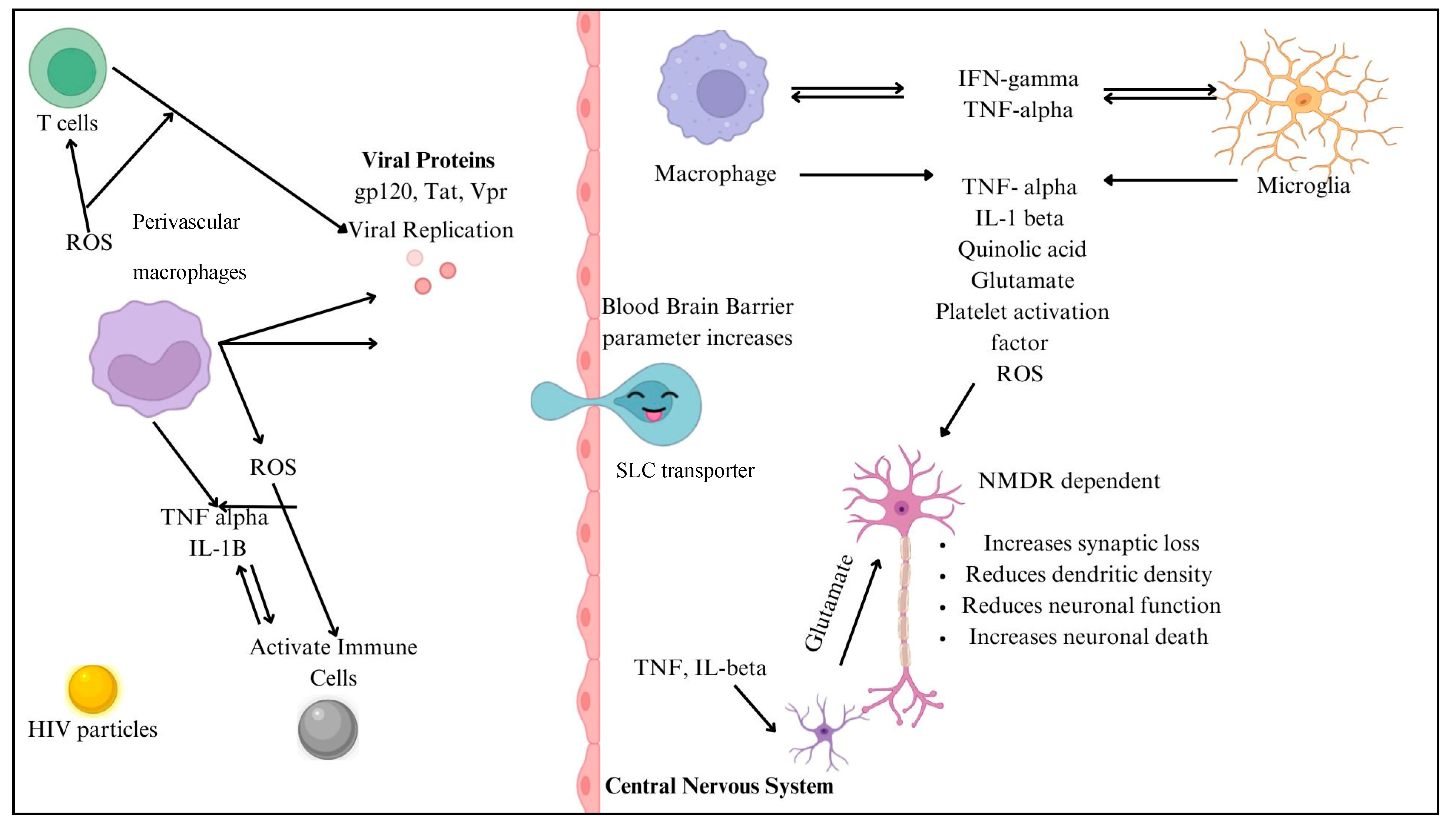 Neuroglia 06 00023 g004