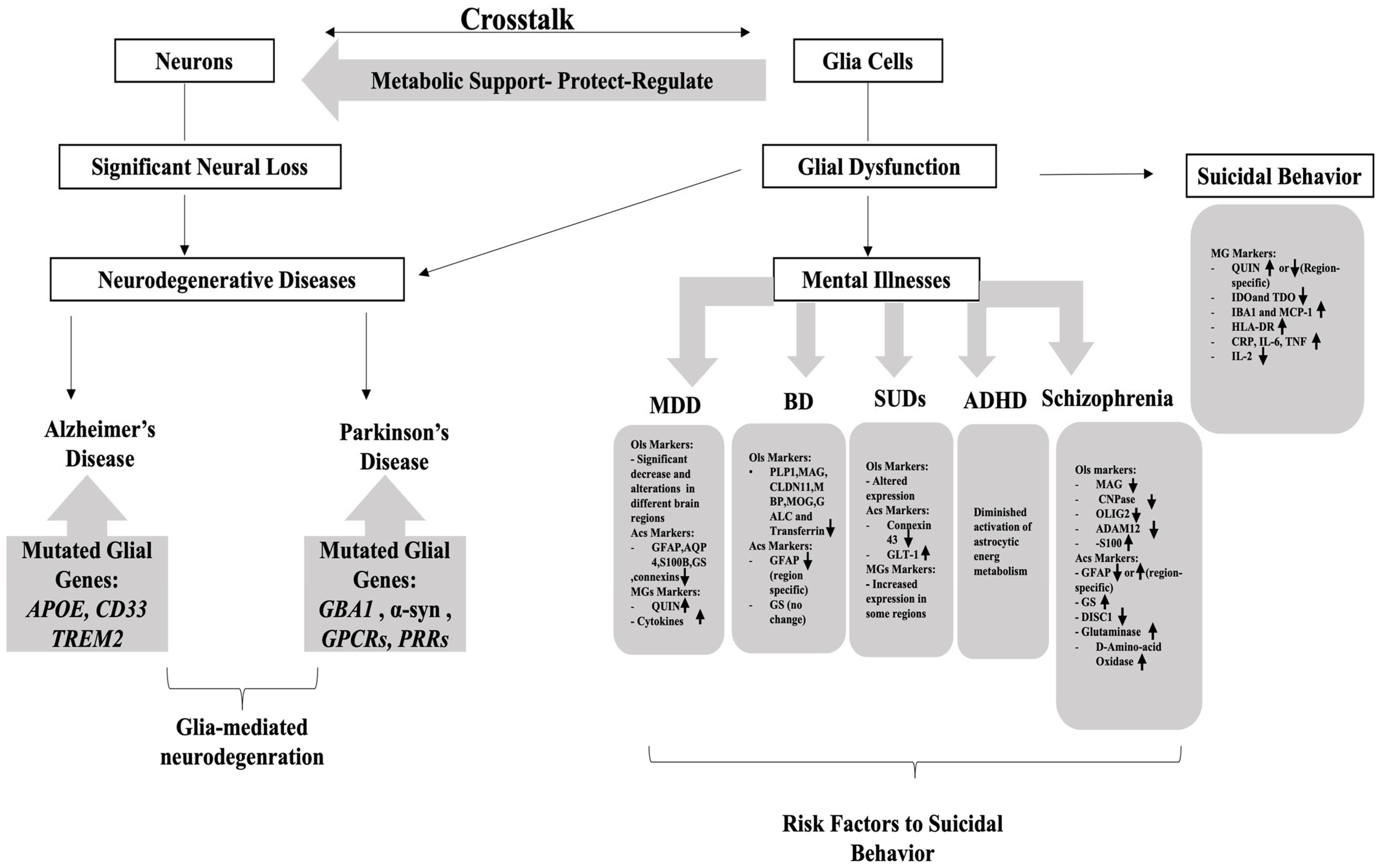 Neuroglia 06 00024 g003 Neuroglia 06 00024 g003