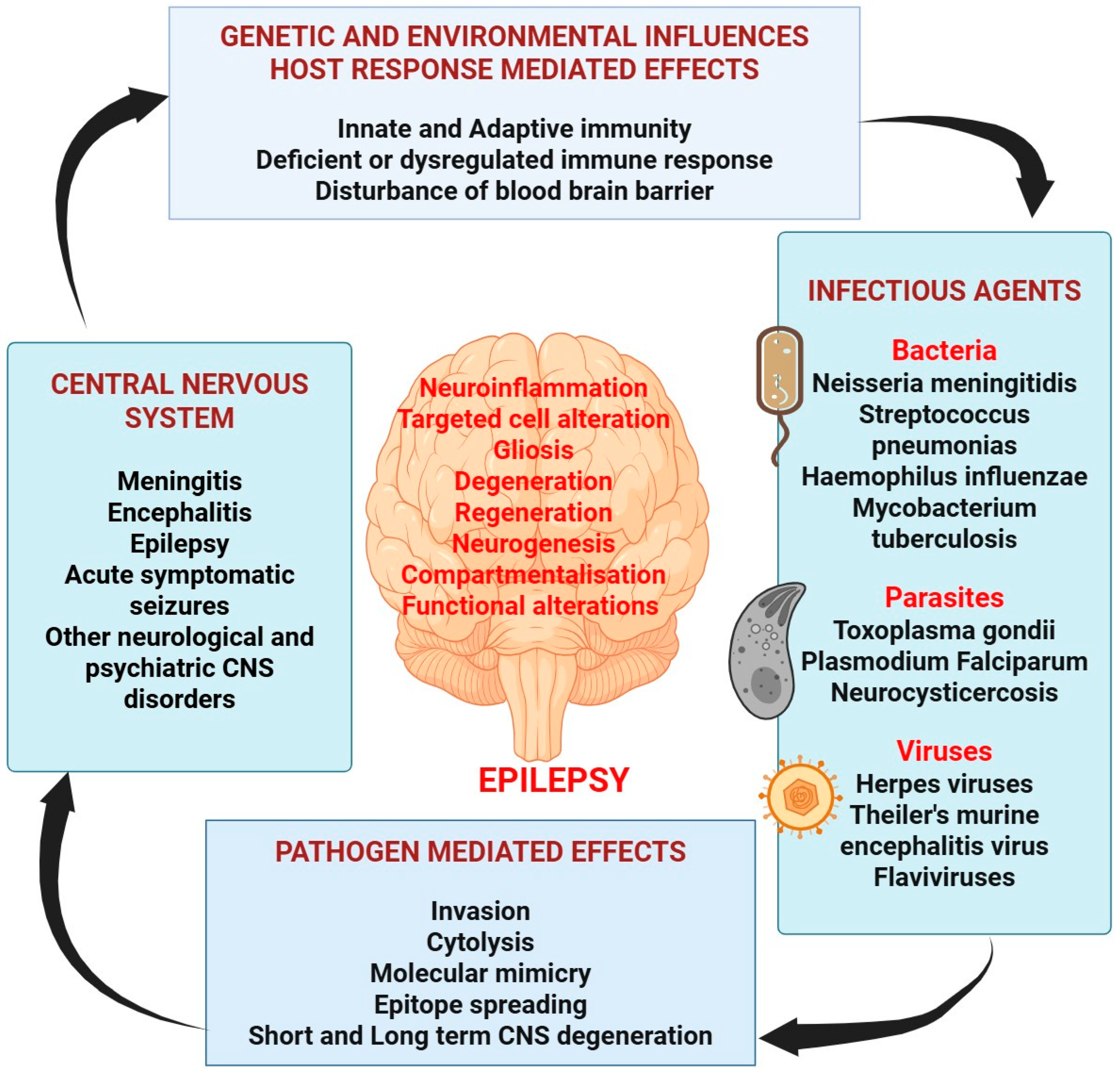 Neuroglia 06 00026 g001