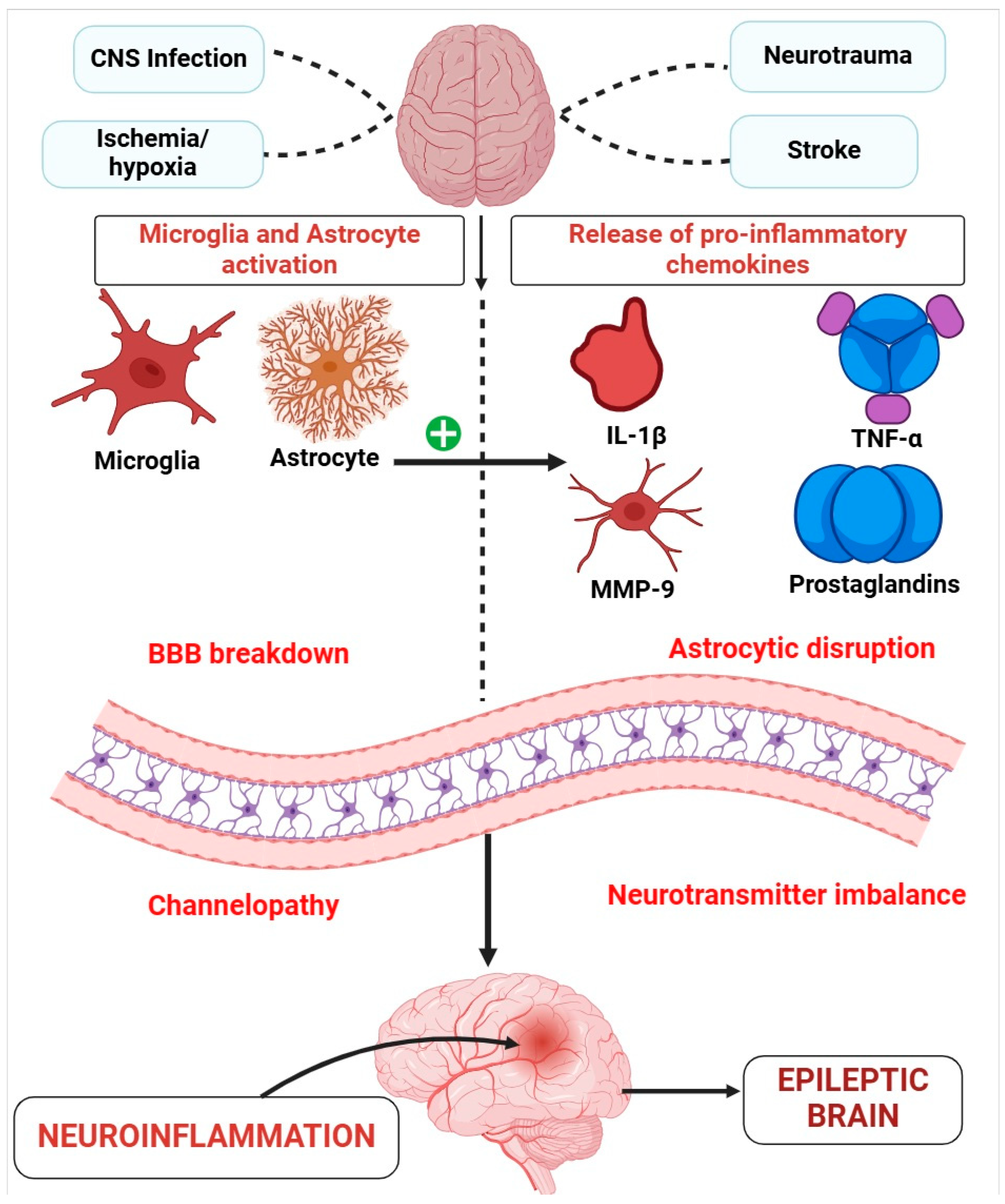 Neuroglia 06 00026 g003