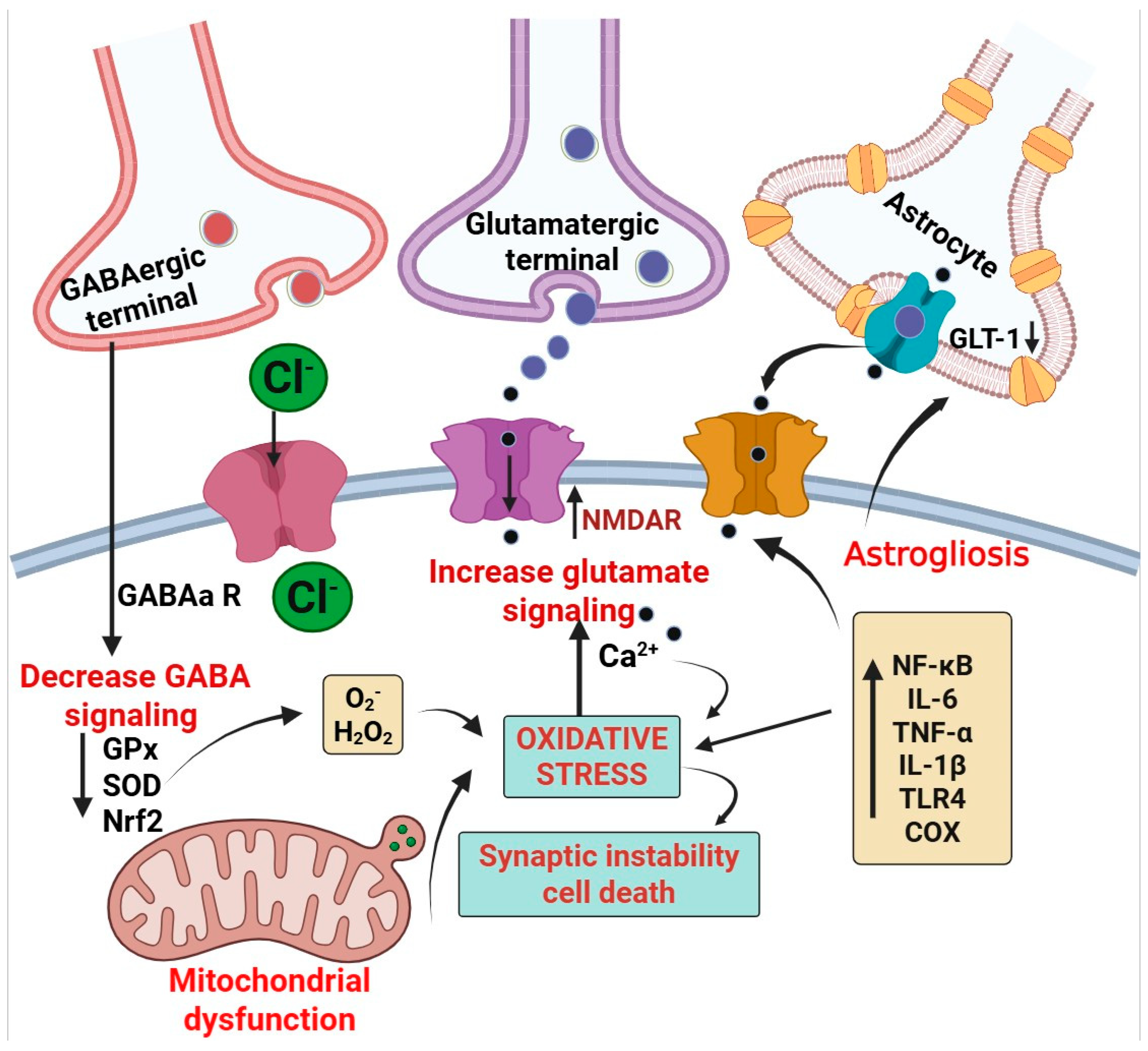 Neuroglia 06 00026 g004