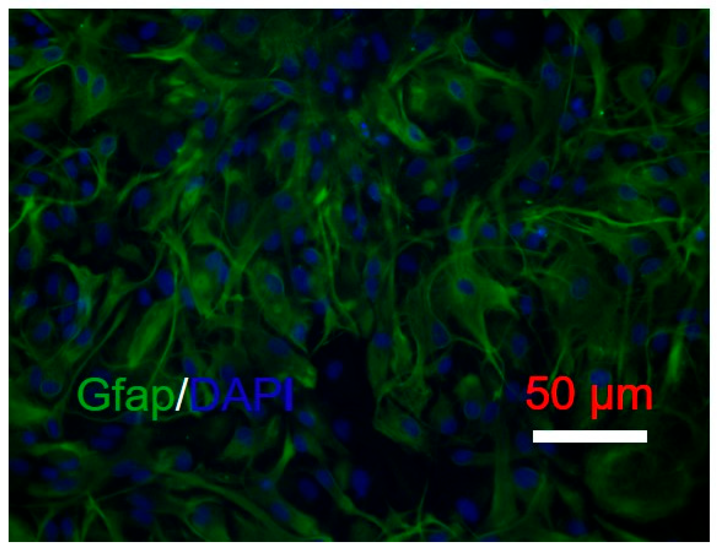 Neuroglia 06 00027 g001