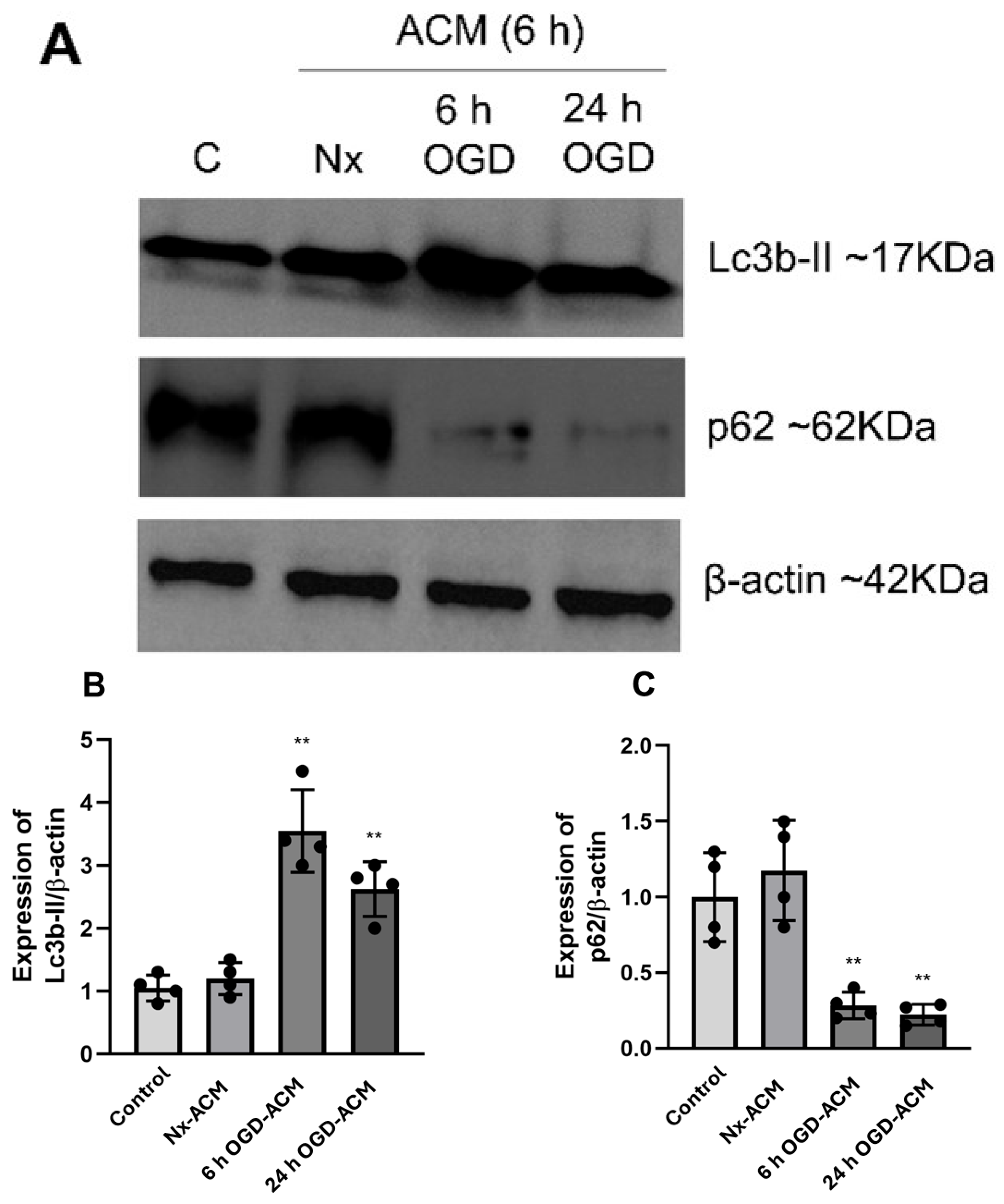 Neuroglia 06 00027 g008
