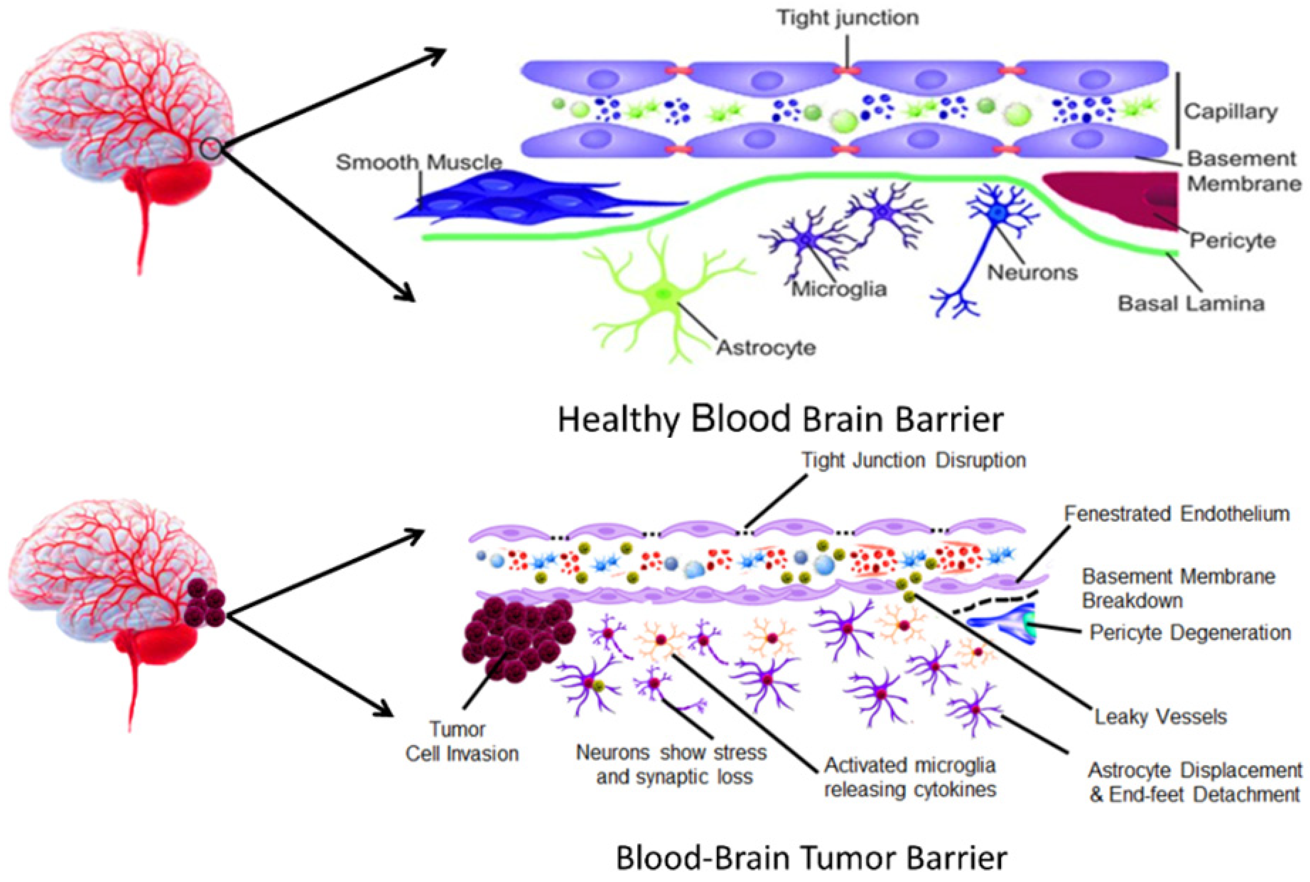 Neuroglia 06 00028 g001