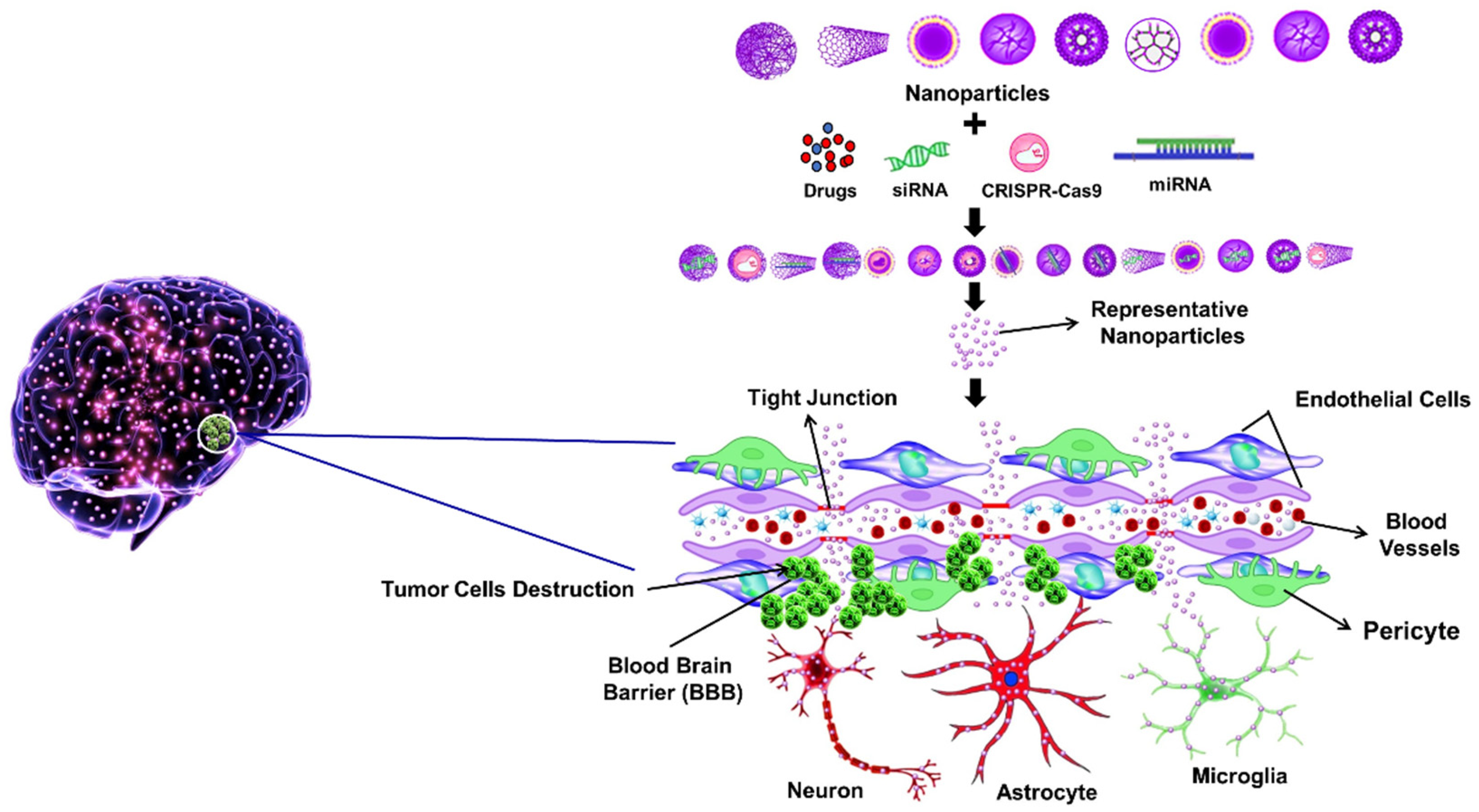 Neuroglia 06 00028 g002