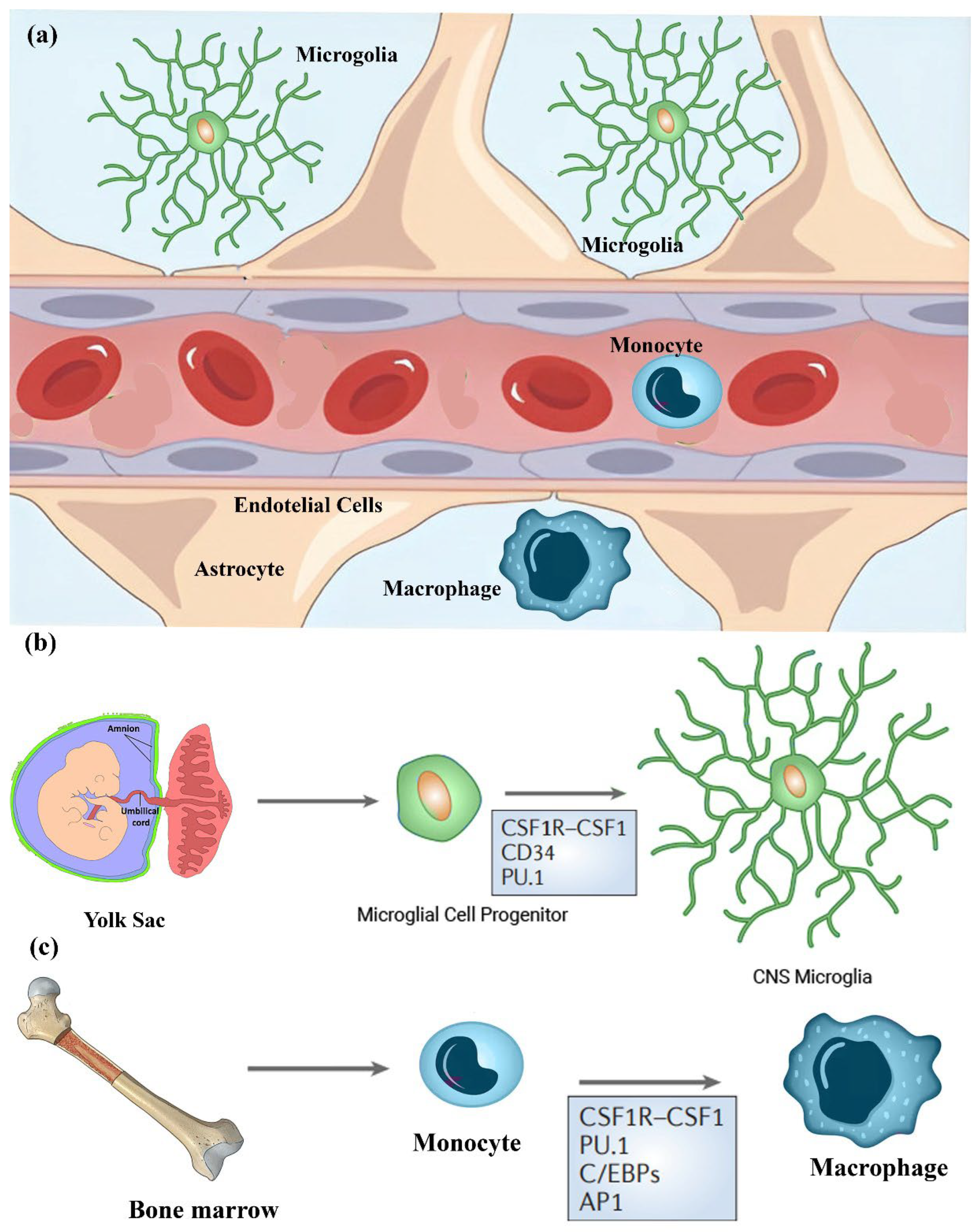 Neuroglia 06 00031 g001 Neuroglia 06 00031 g001