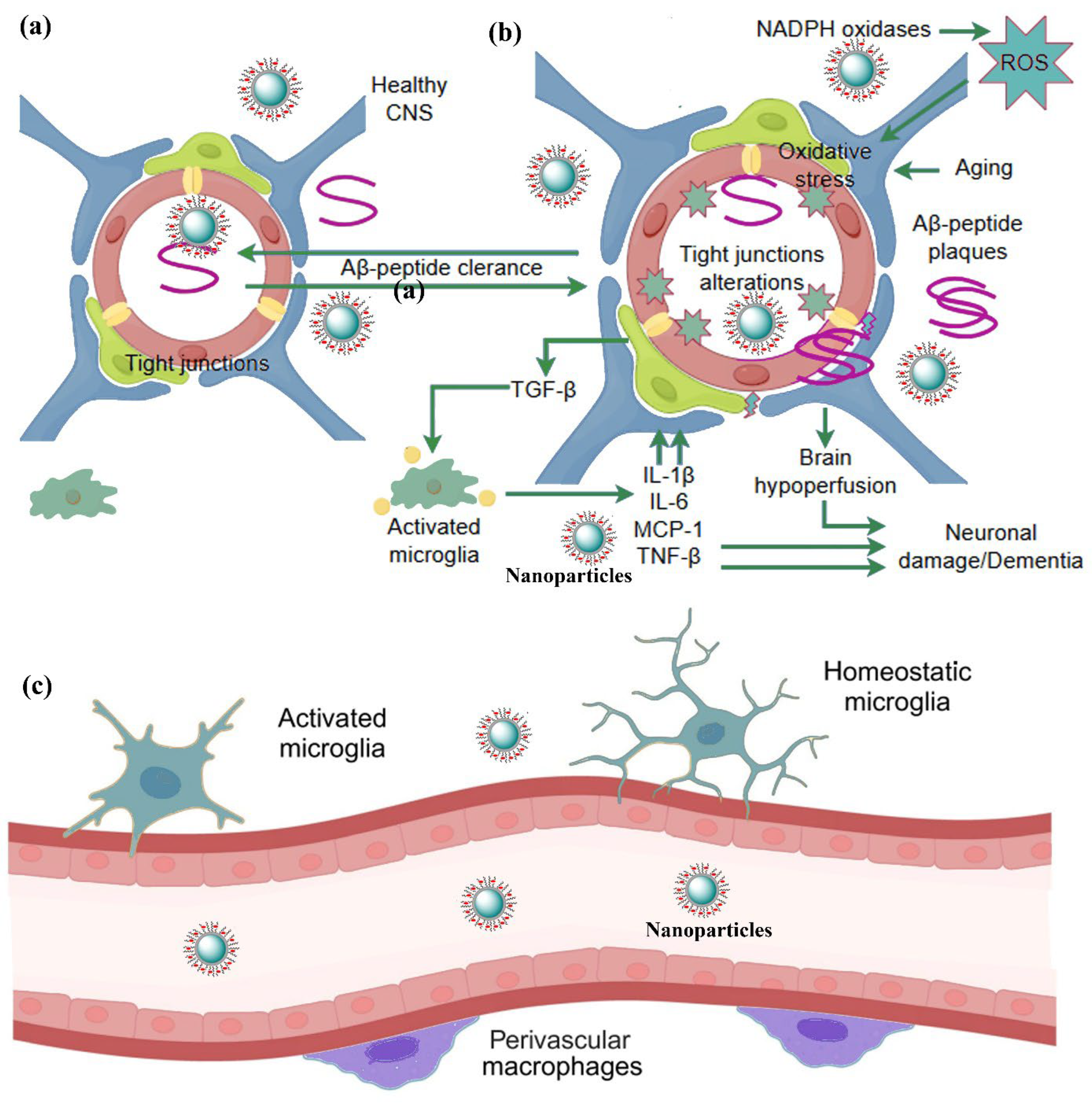 Neuroglia 06 00031 g002 Neuroglia 06 00031 g002