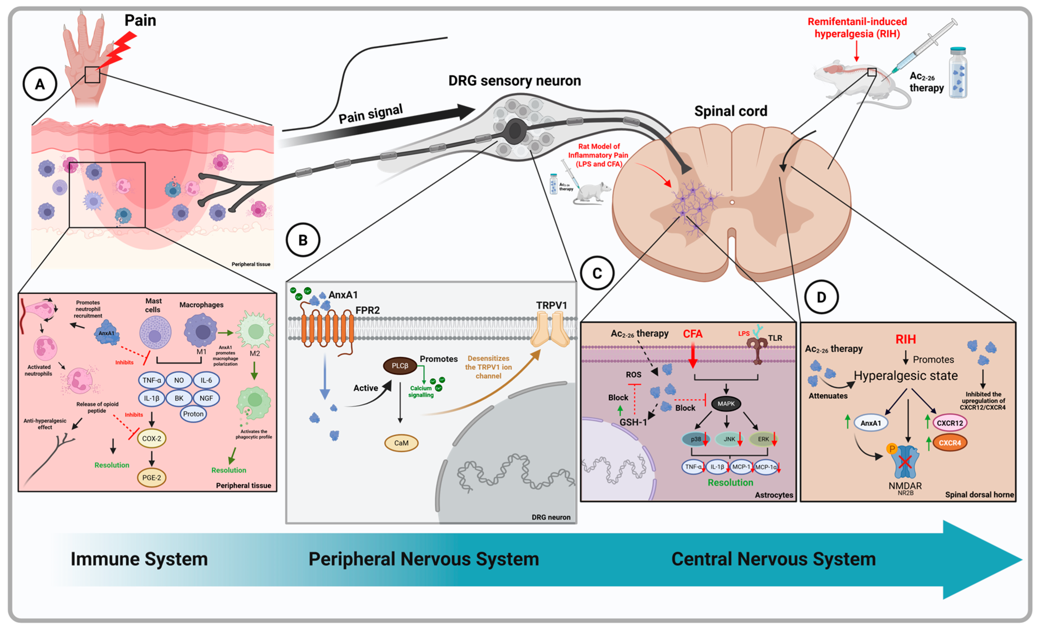 Neuroglia 06 00032 g001