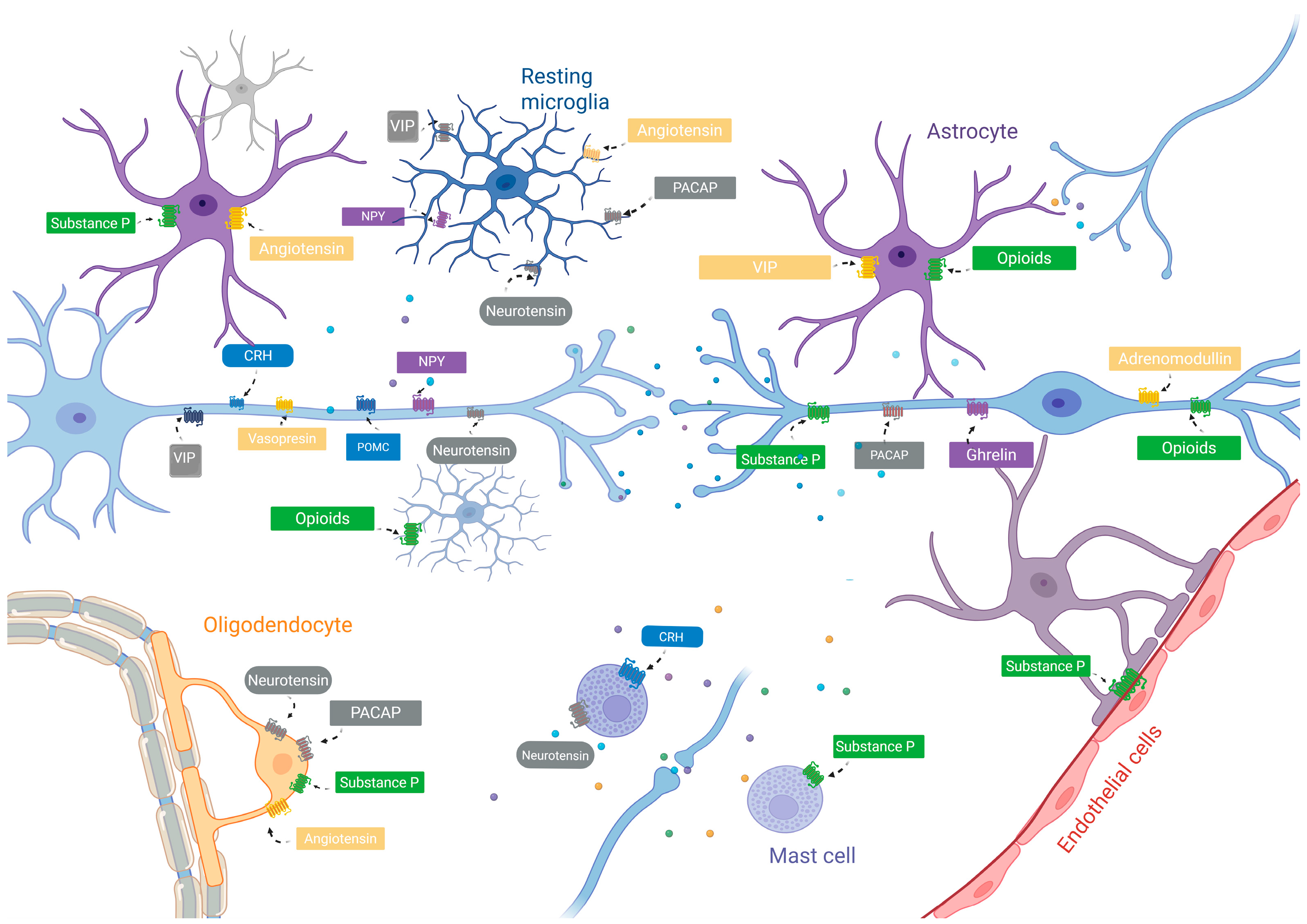Neuroglia 06 00035 g001 Neuroglia 06 00035 g001