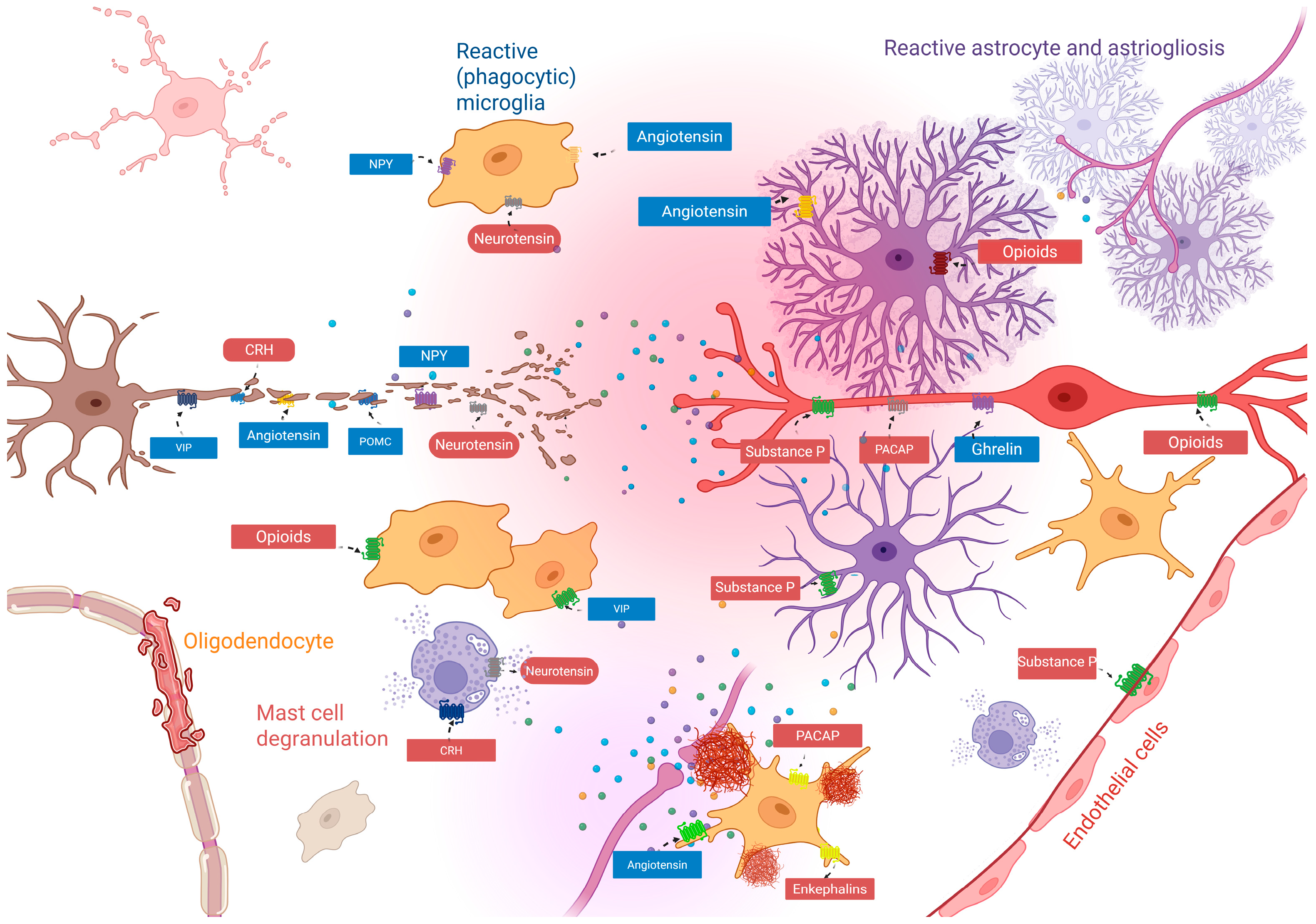 Neuroglia 06 00035 g002 Neuroglia 06 00035 g002