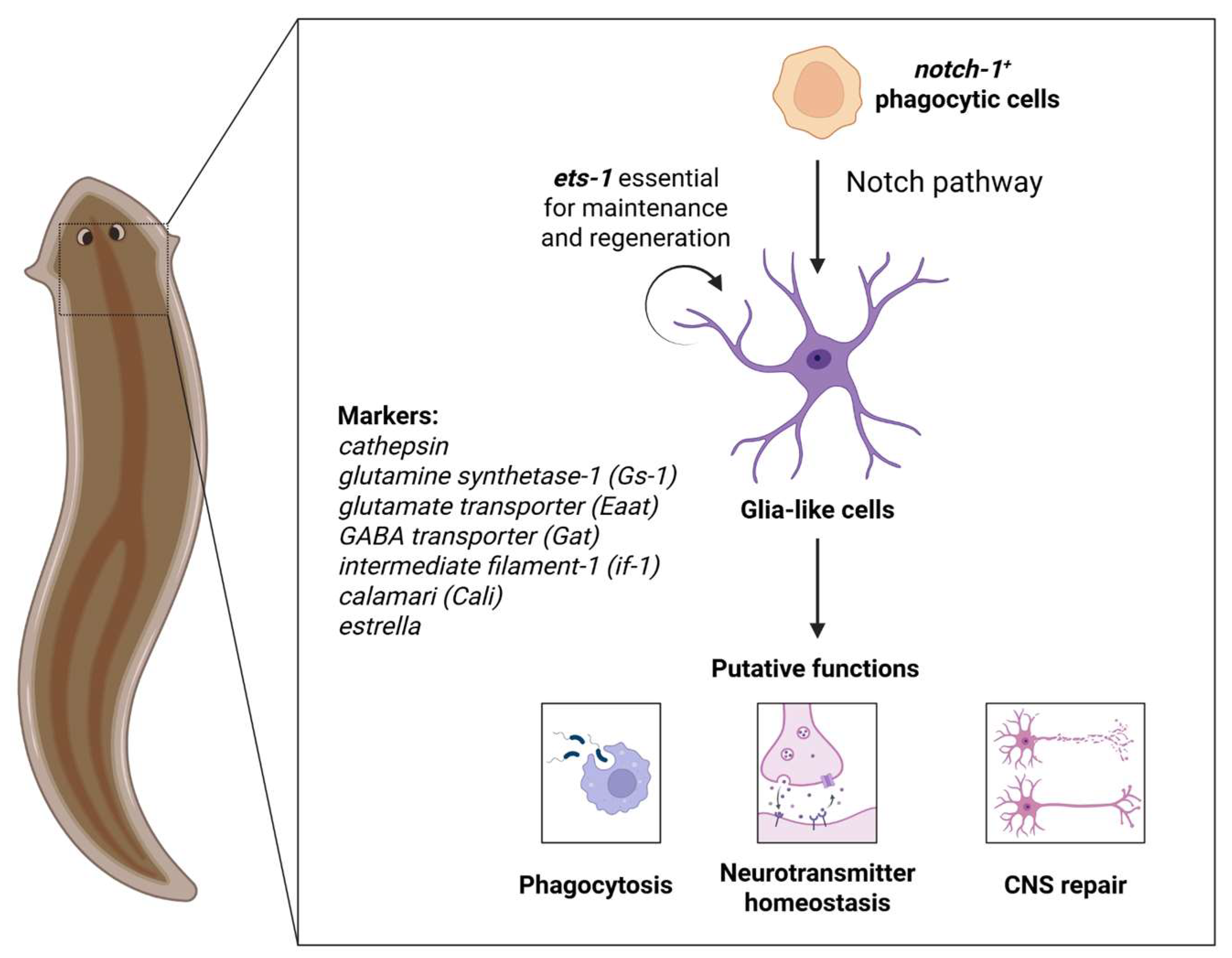Neuroglia 06 00037 g001 Neuroglia 06 00037 g001