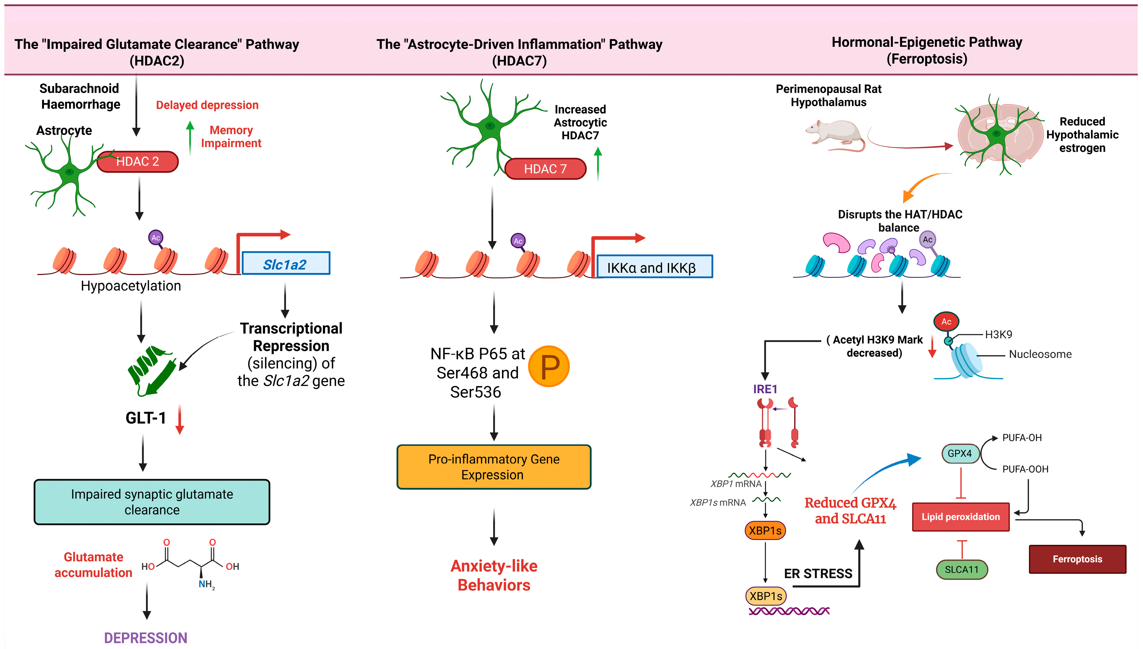Neuroglia 06 00042 g001