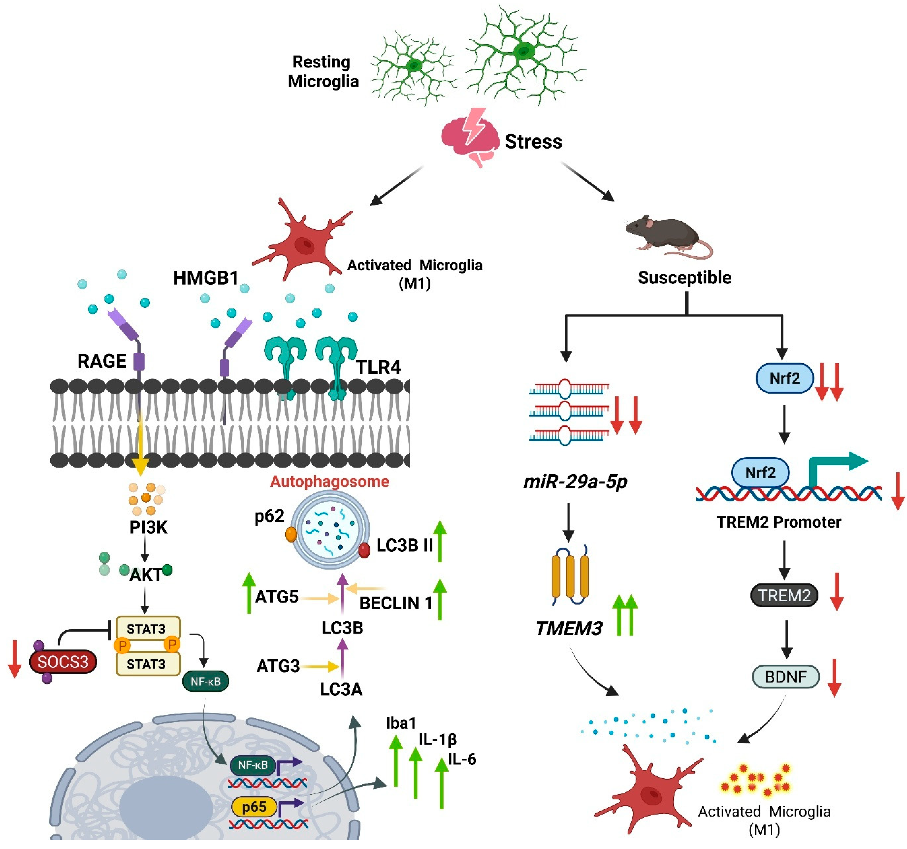 Neuroglia 06 00042 g002