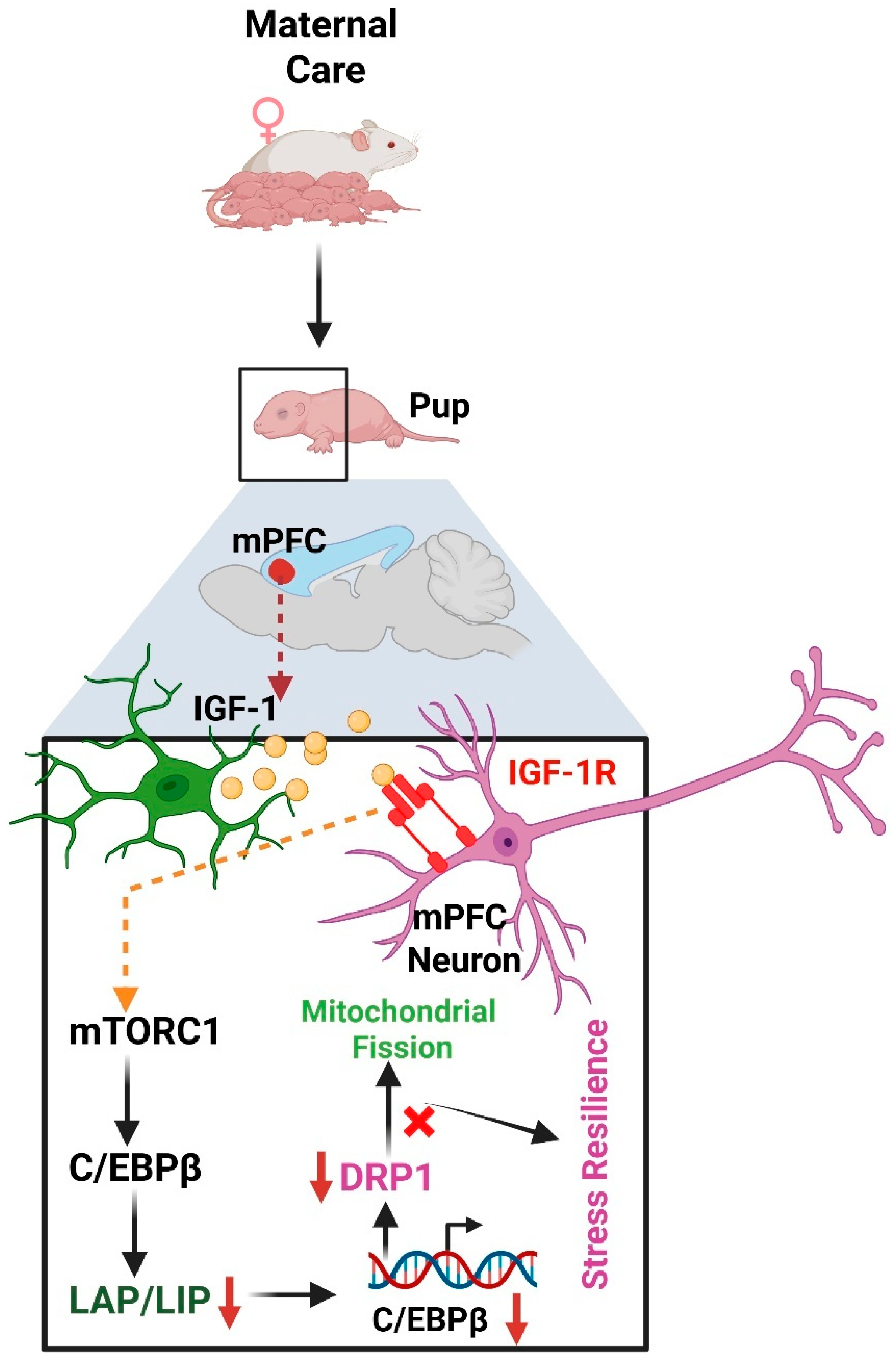 Neuroglia 06 00042 g003