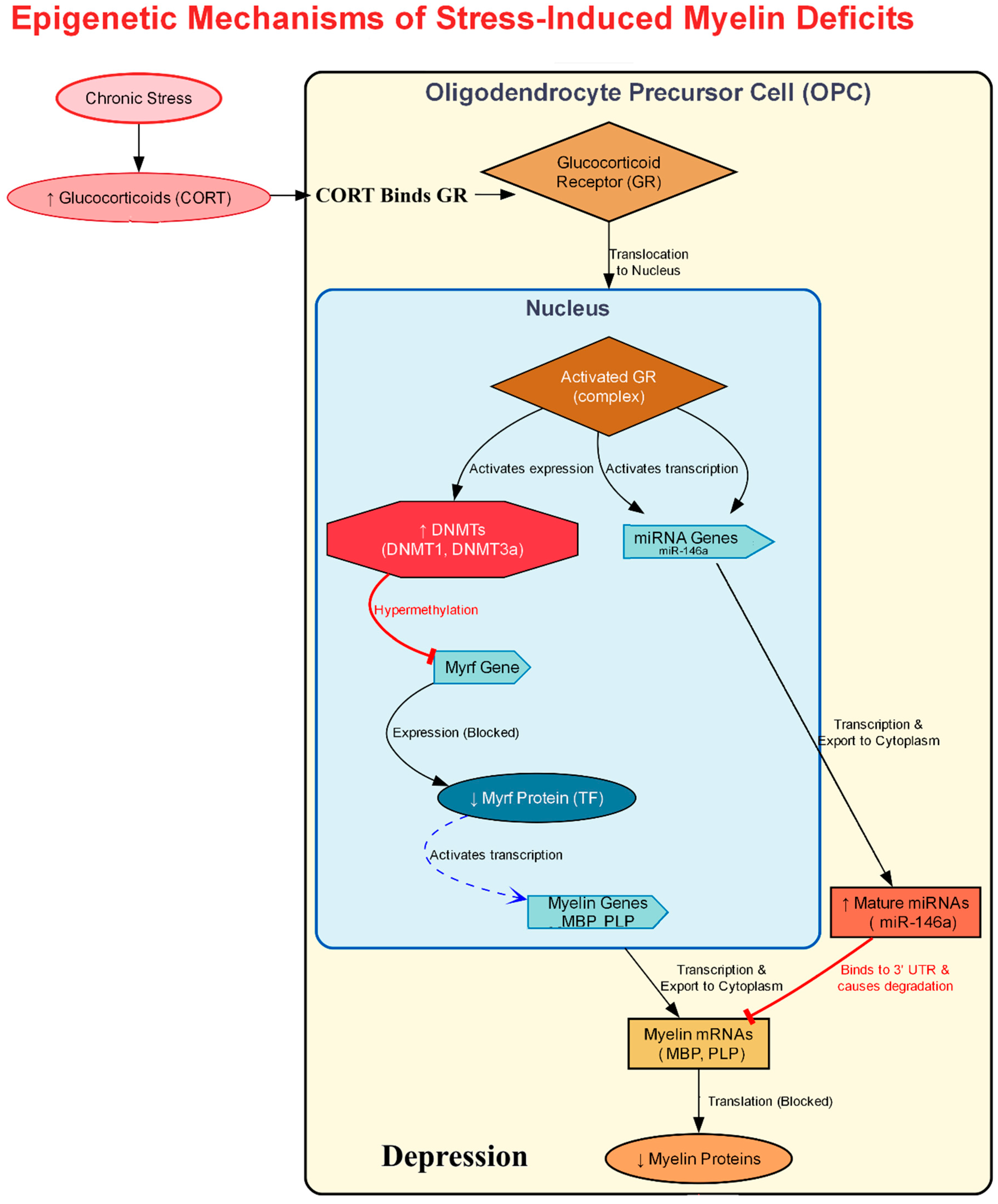 Neuroglia 06 00042 g004