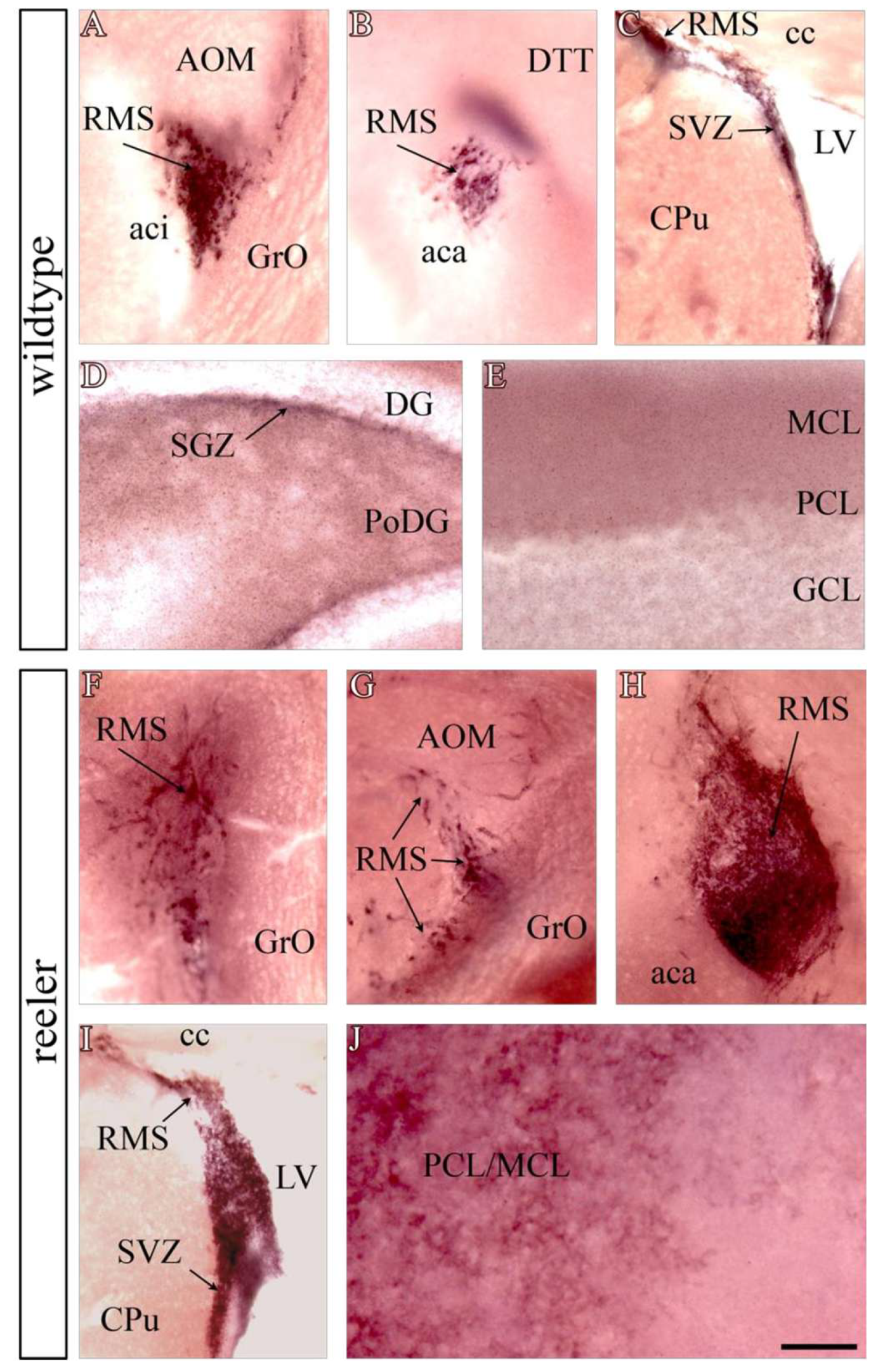 Neuroglia 06 00043 g001 Neuroglia 06 00043 g001