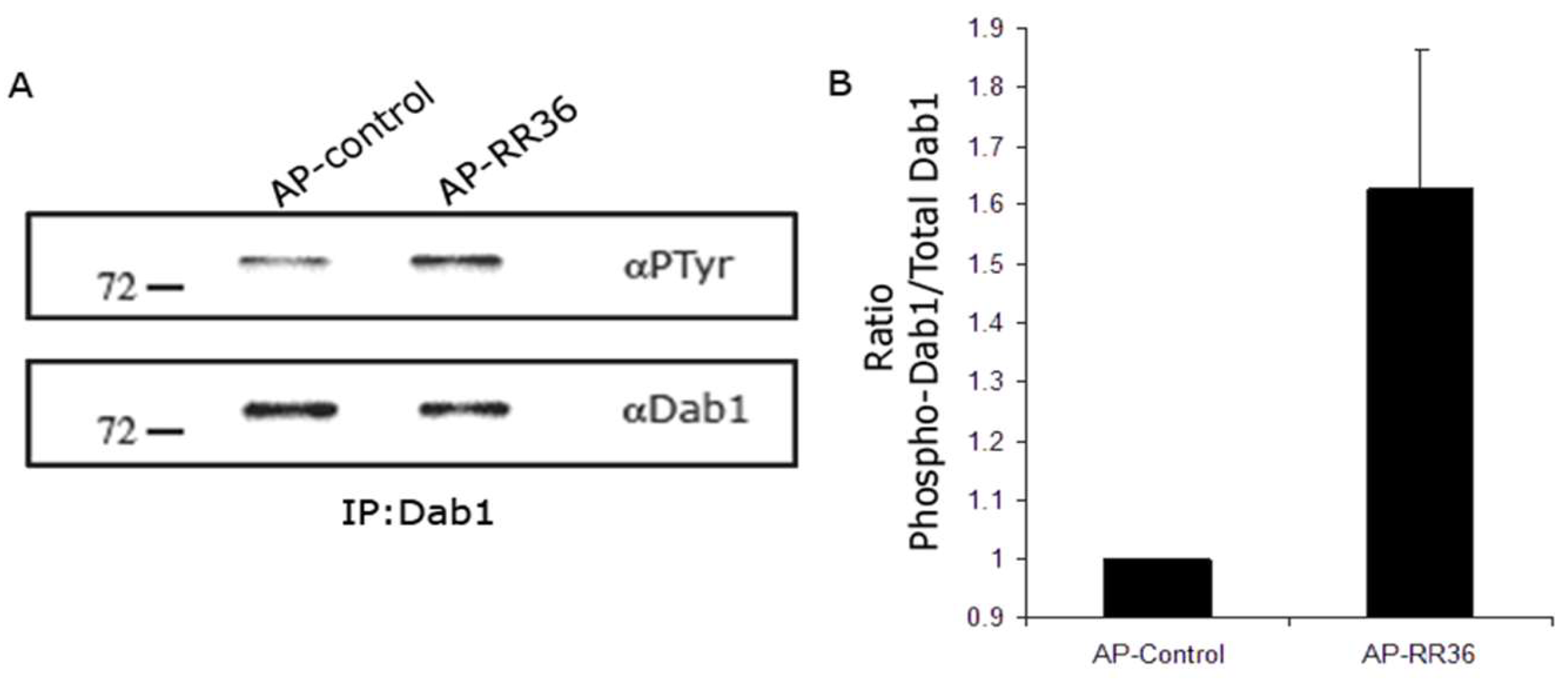 Neuroglia 06 00043 g003 Neuroglia 06 00043 g003