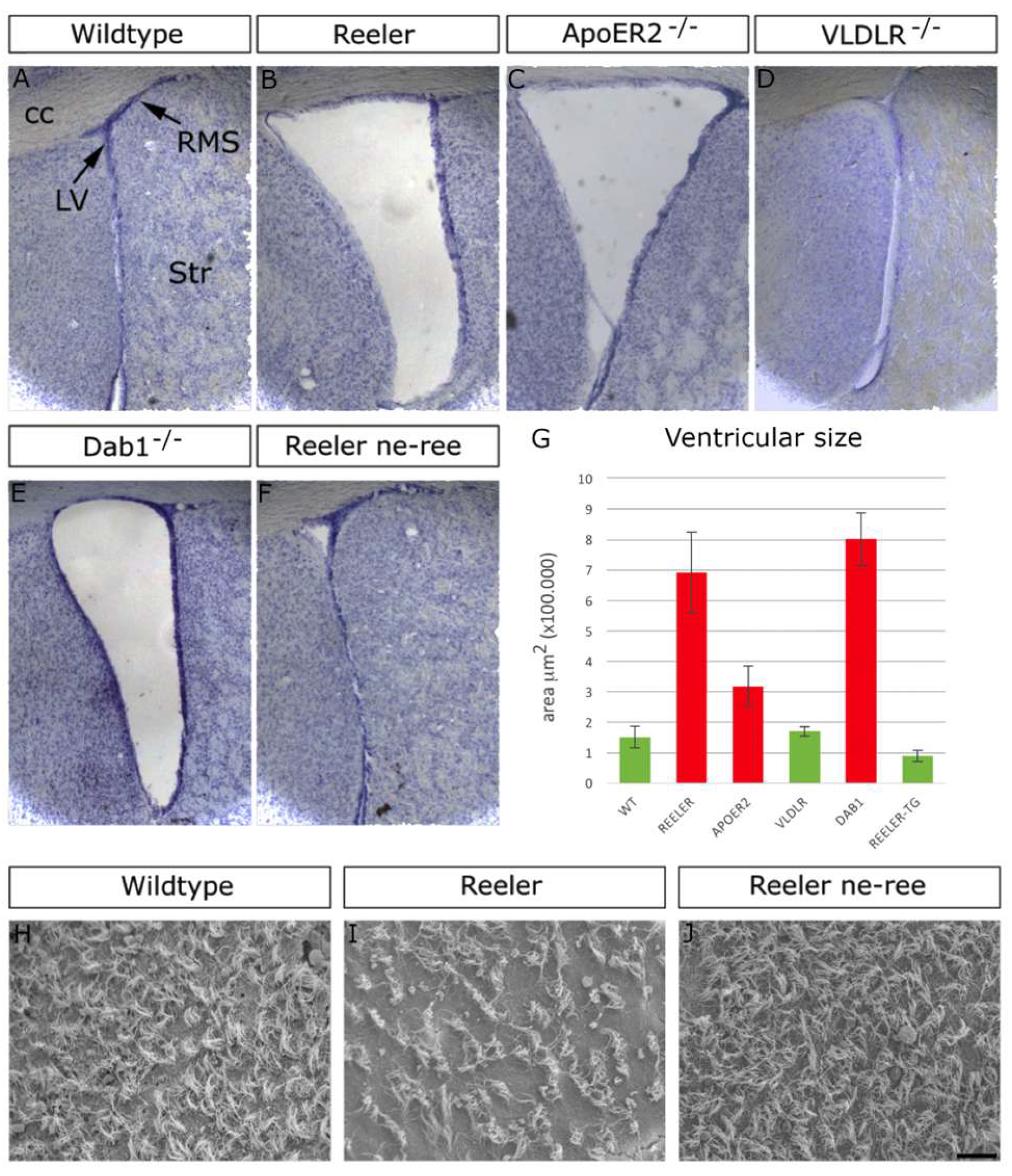 Neuroglia 06 00043 g004 Neuroglia 06 00043 g004