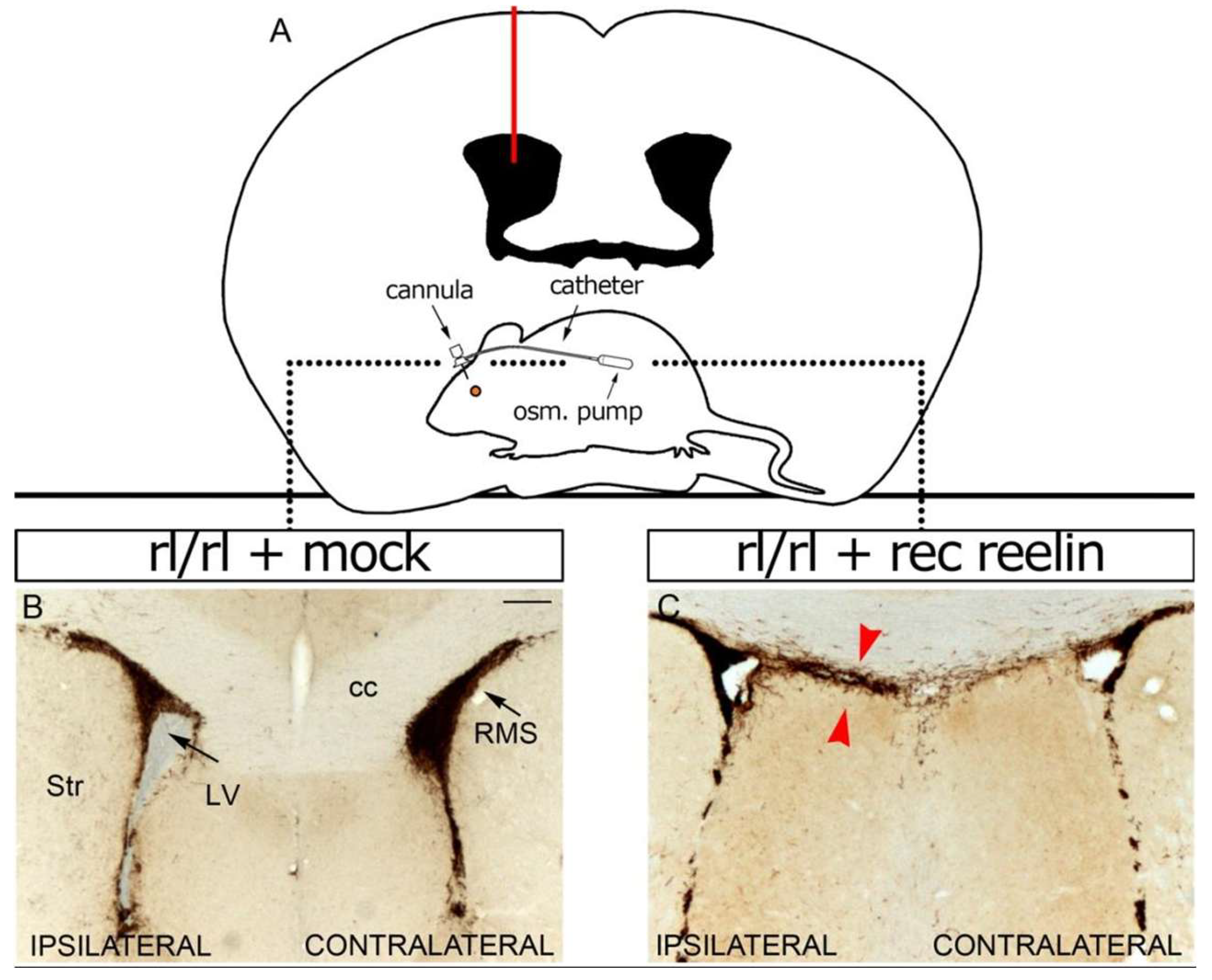 Neuroglia 06 00043 g007 Neuroglia 06 00043 g007