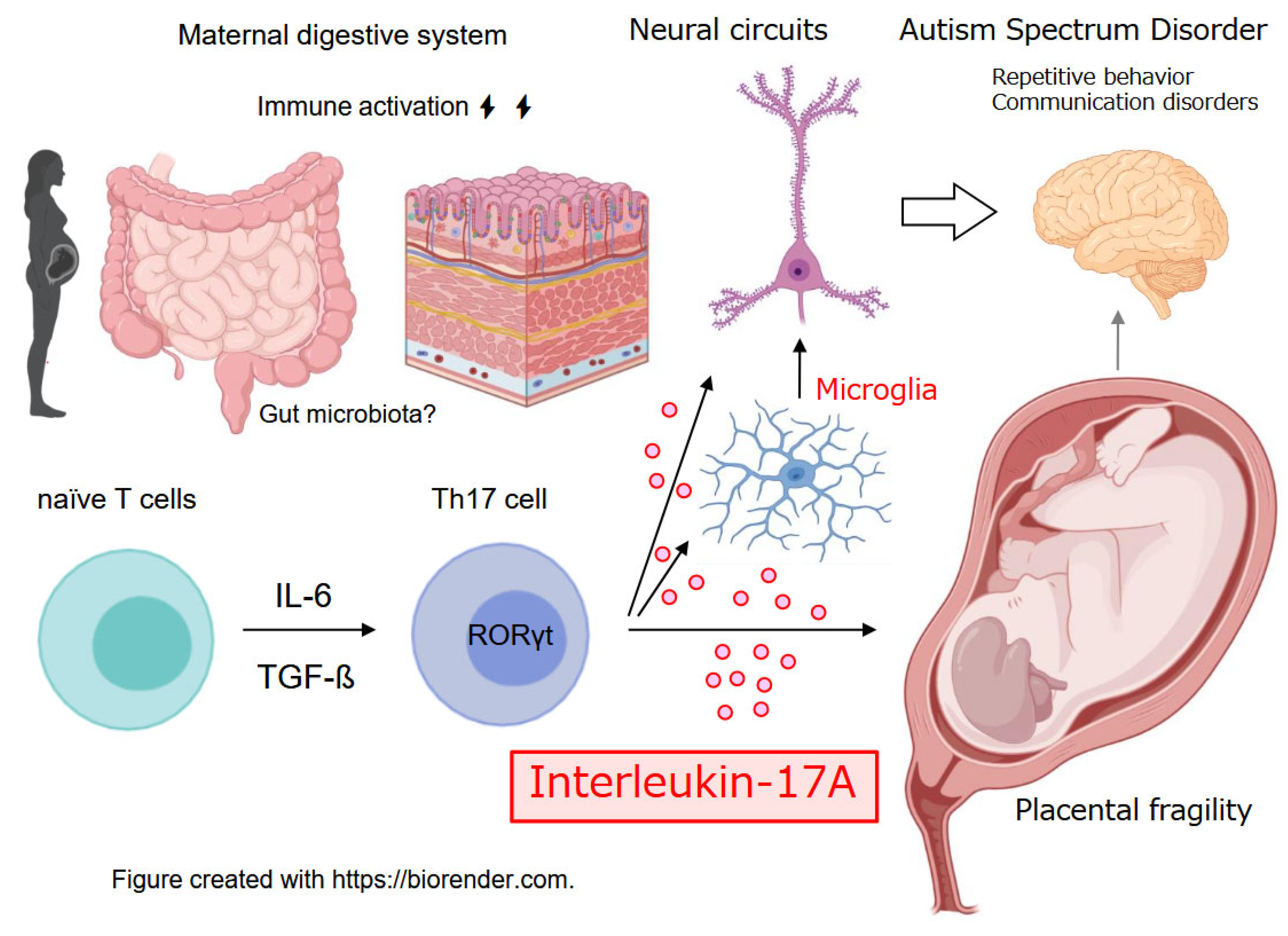 Neuroglia 06 00045 g001