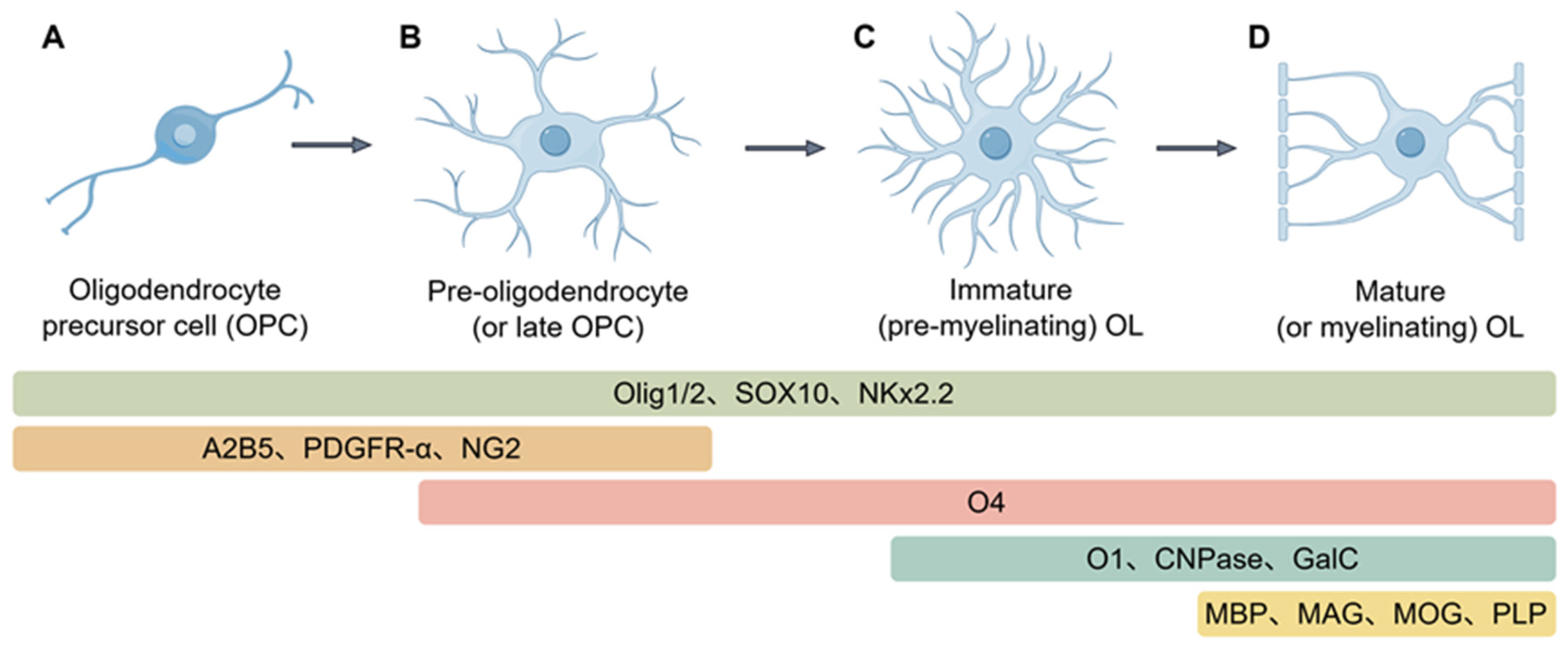 Neuroglia 06 00046 g001 Neuroglia 06 00046 g001
