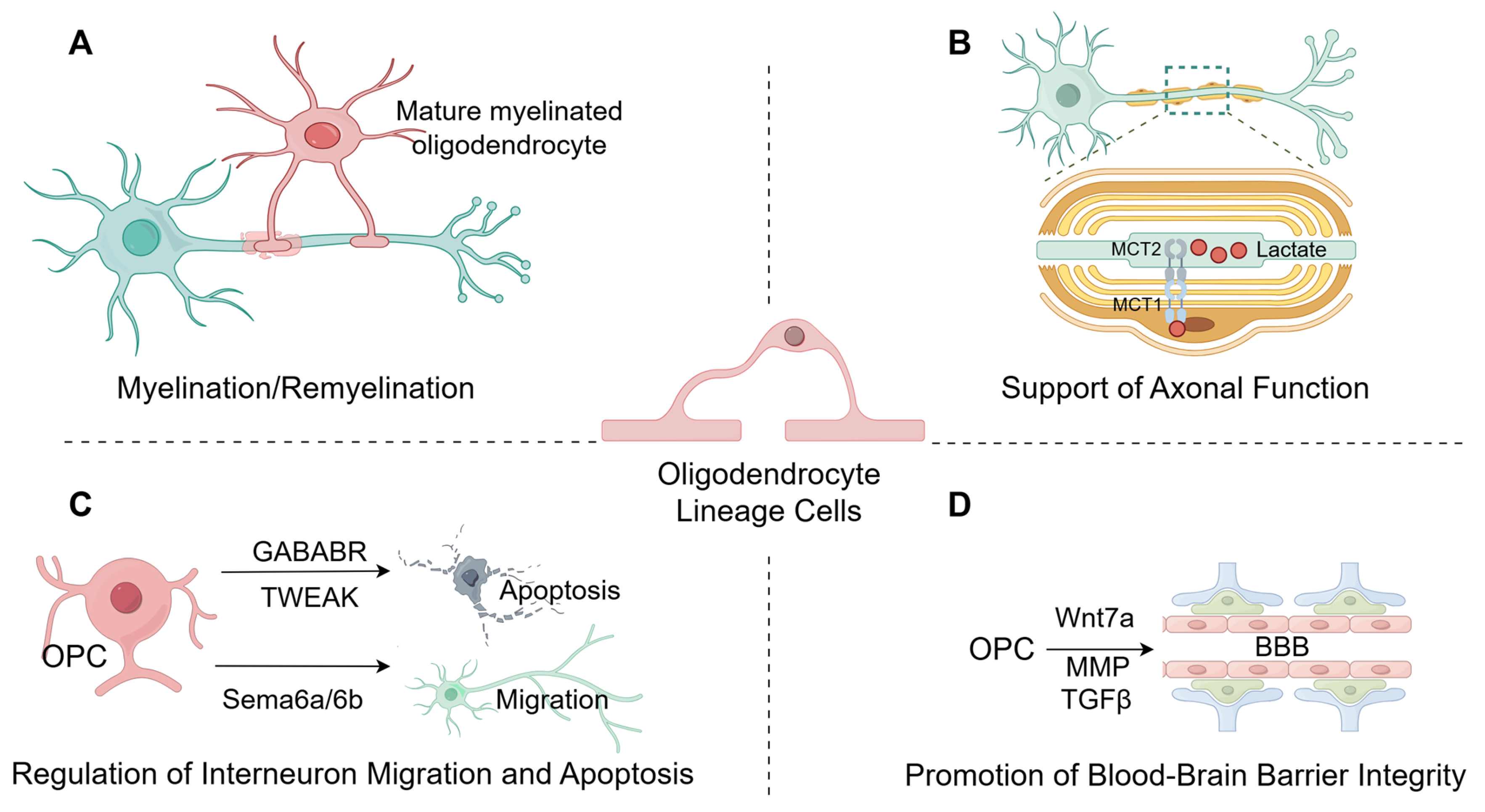 Neuroglia 06 00046 g002 Neuroglia 06 00046 g002