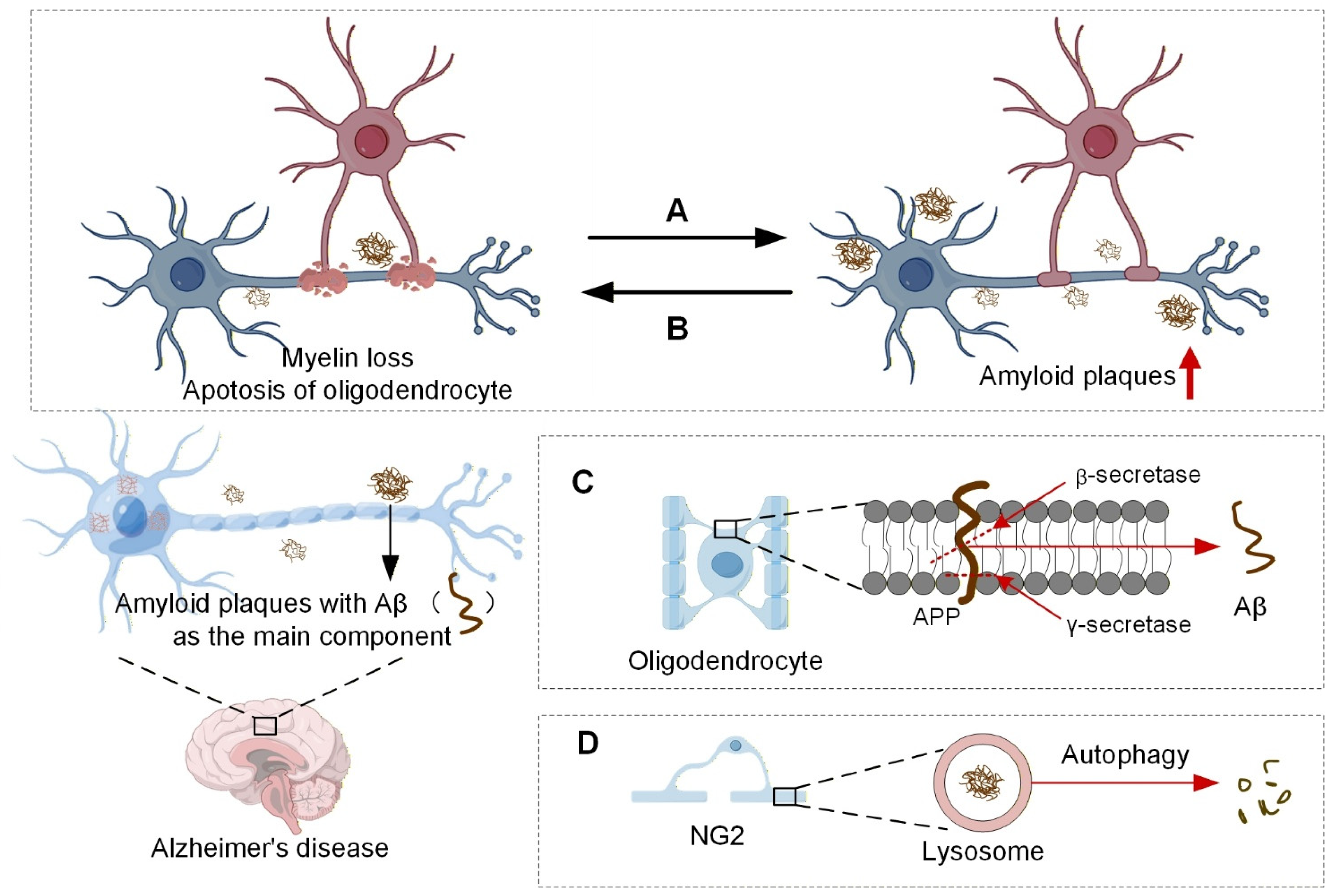 Neuroglia 06 00046 g003 Neuroglia 06 00046 g003