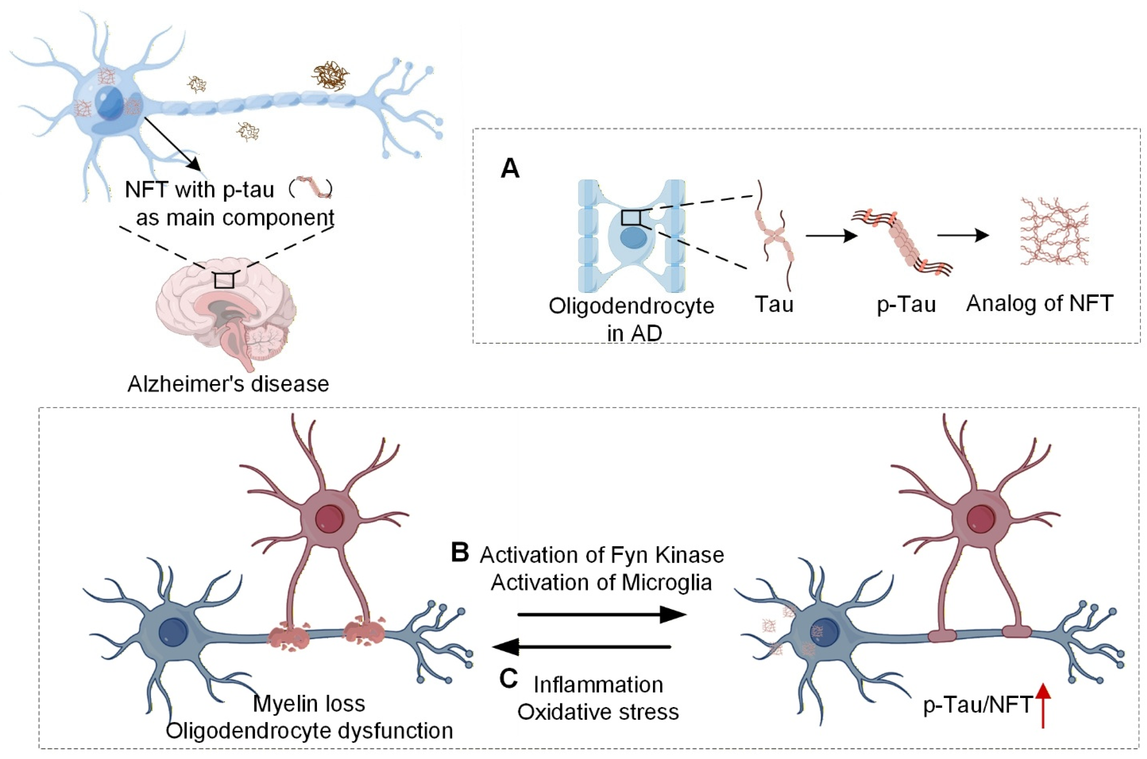 Neuroglia 06 00046 g004 Neuroglia 06 00046 g004