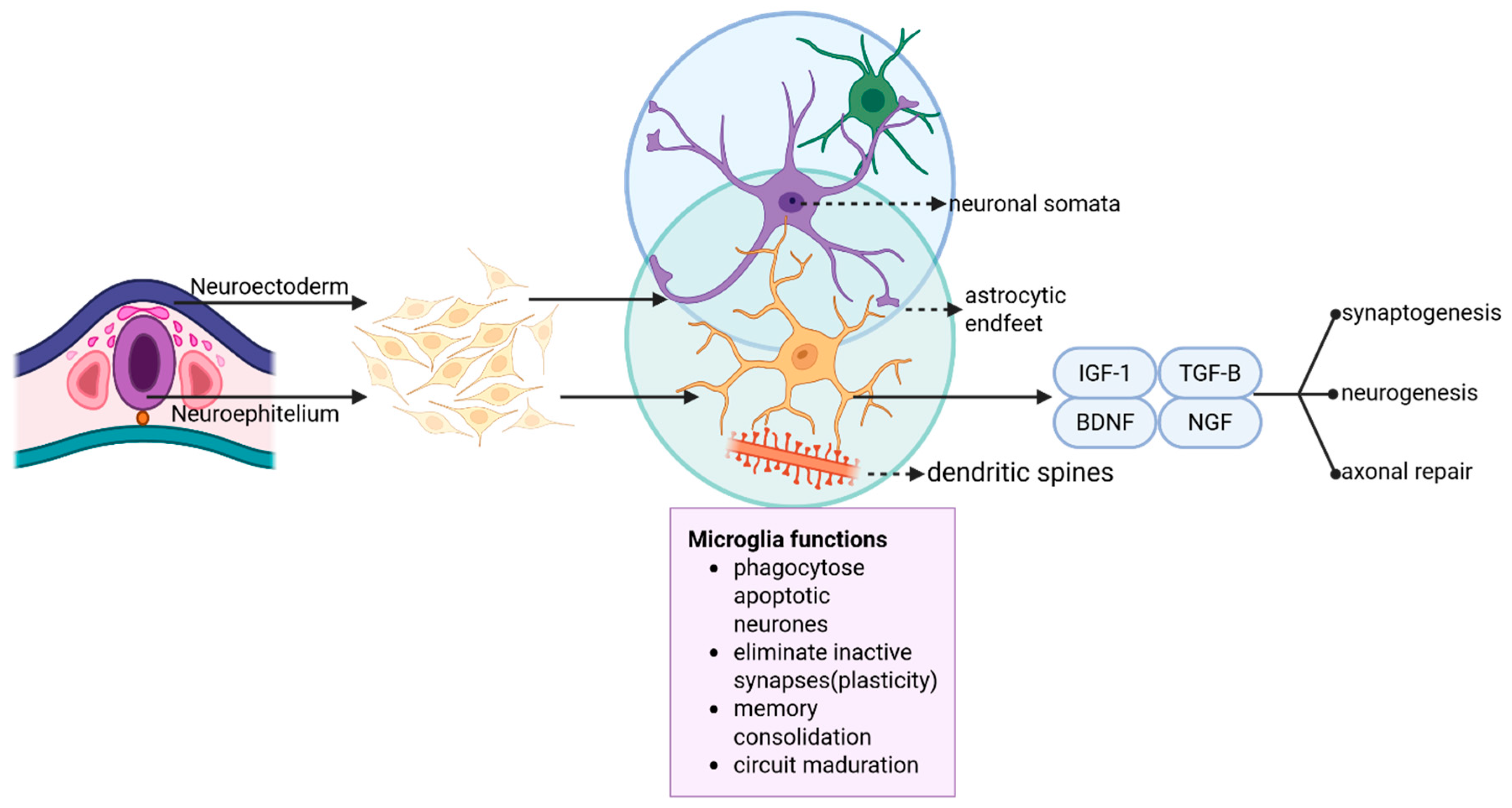 Neuroglia 07 00003 g001