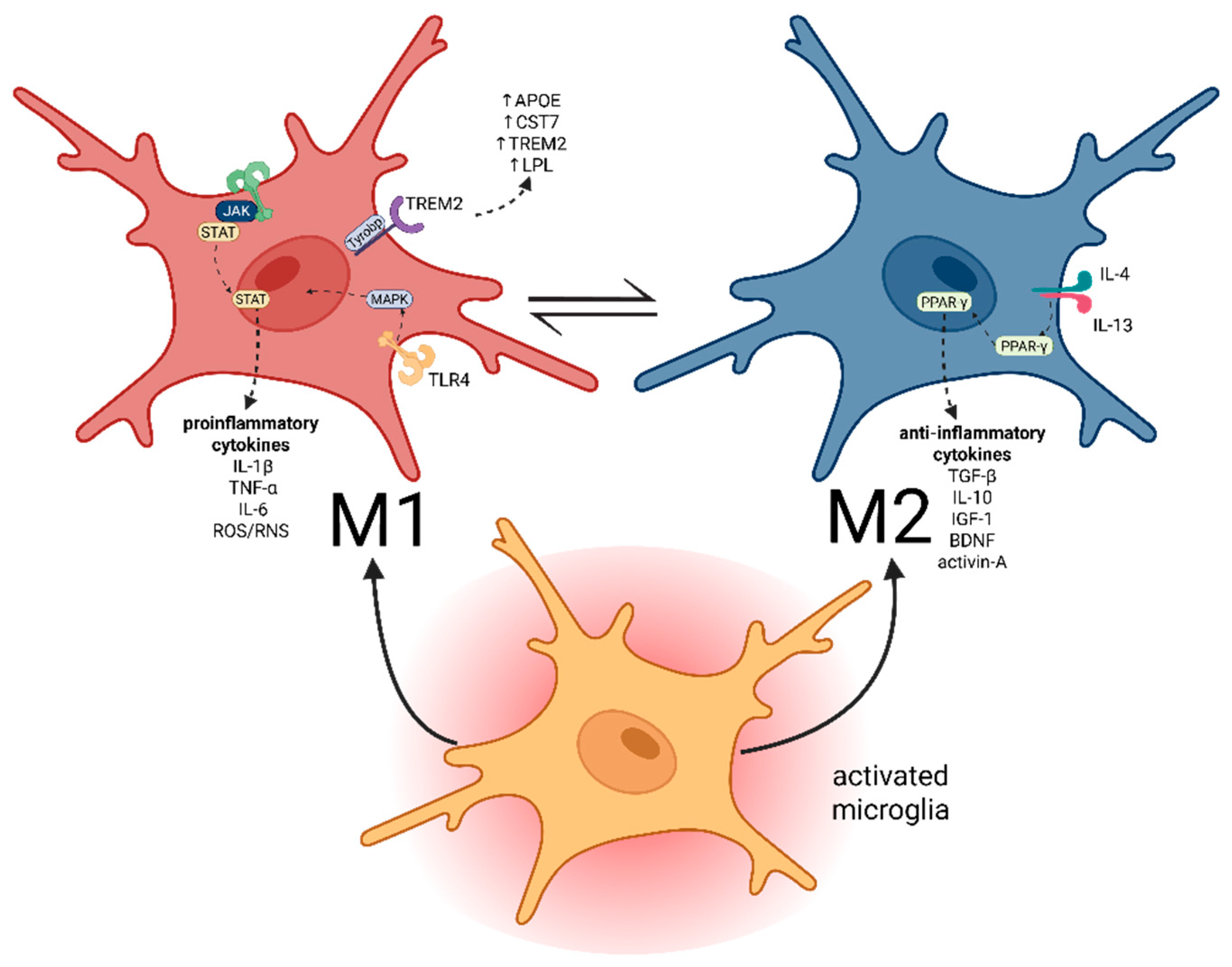 Neuroglia 07 00003 g002