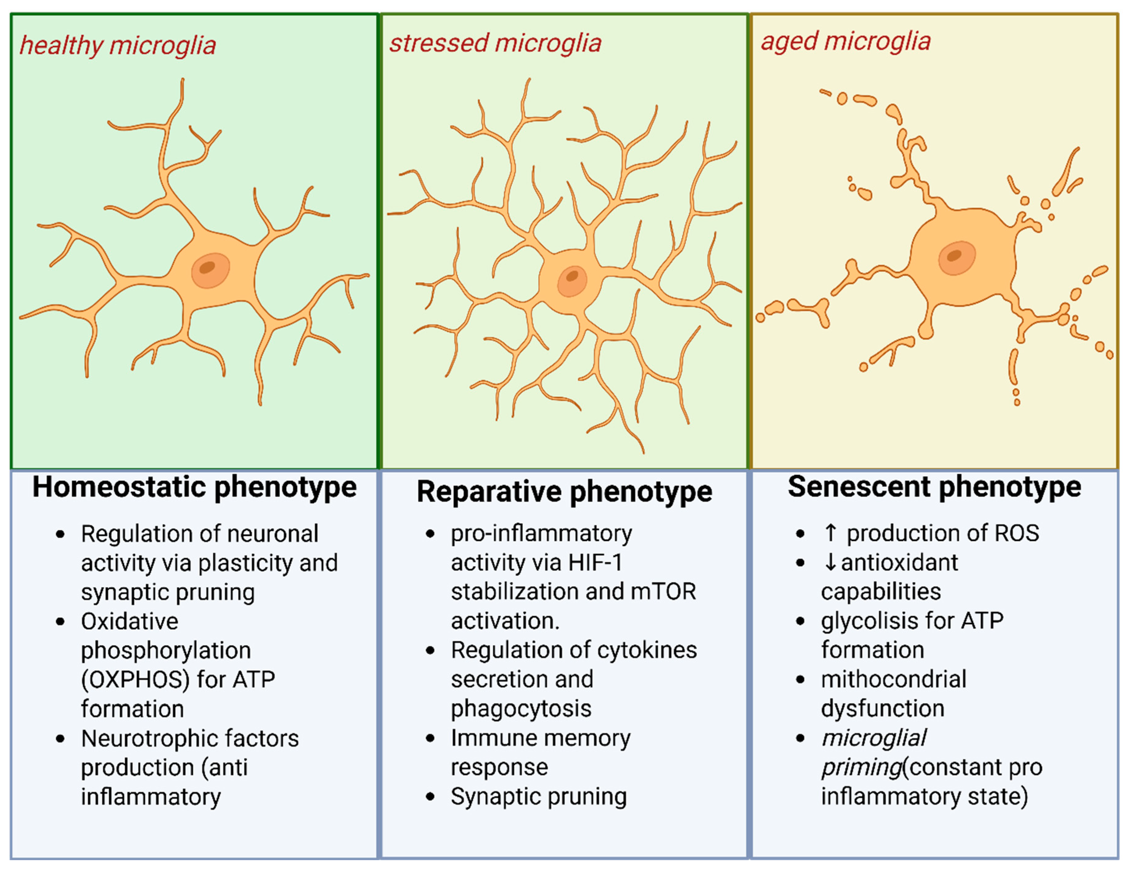 Neuroglia 07 00003 g003