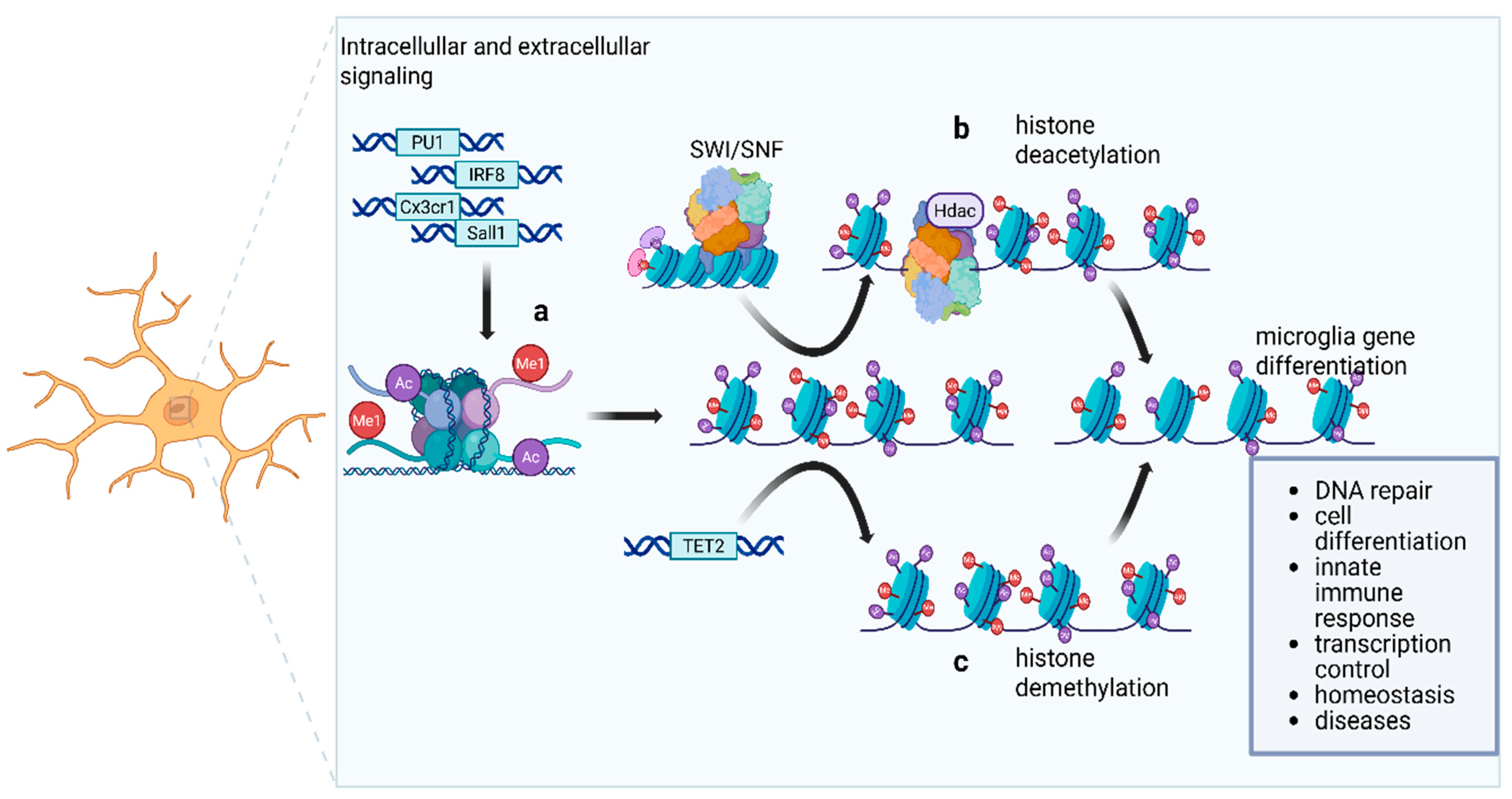 Neuroglia 07 00003 g004
